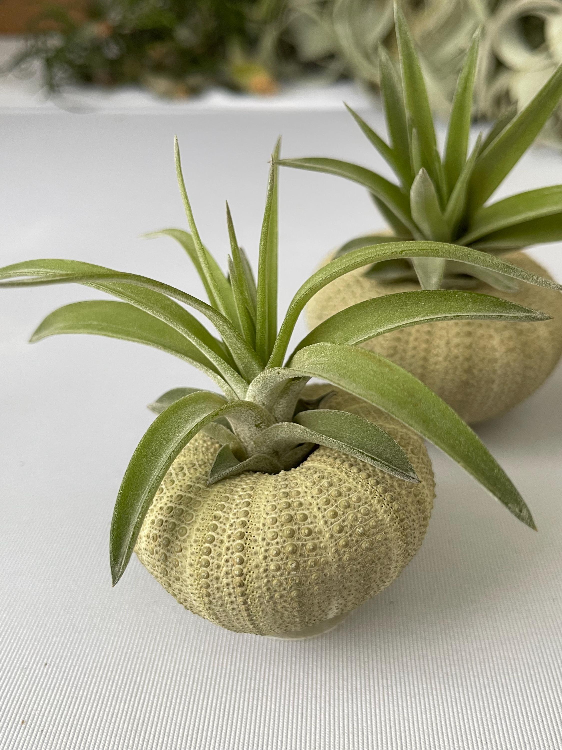 https://i.etsystatic.com/44685489/r/il/841617/6695300097/il_fullxfull.6695300097_jfwu.jpg
