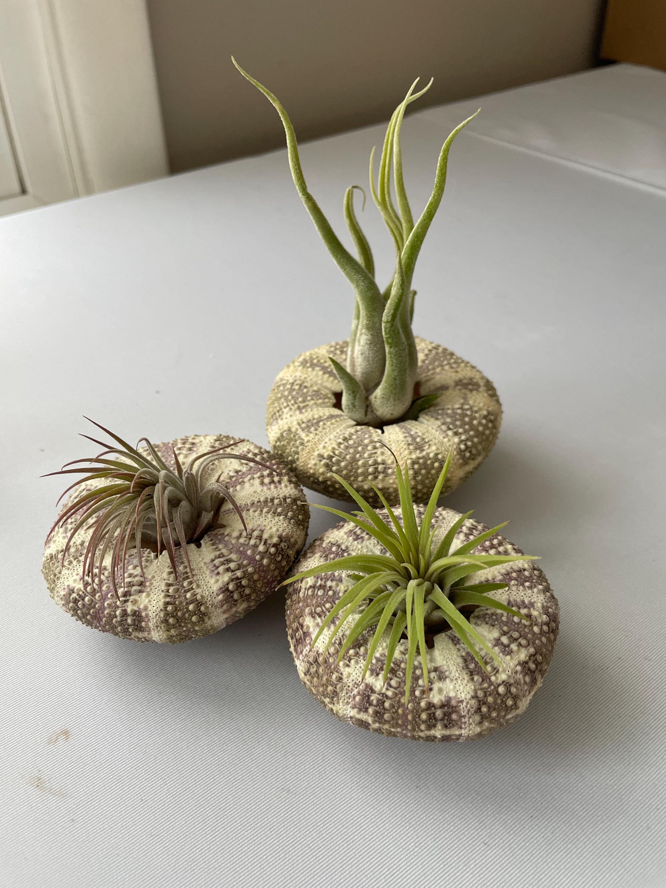 https://i.etsystatic.com/44685489/r/il/3f08bb/6695299991/il_fullxfull.6695299991_5xre.jpg