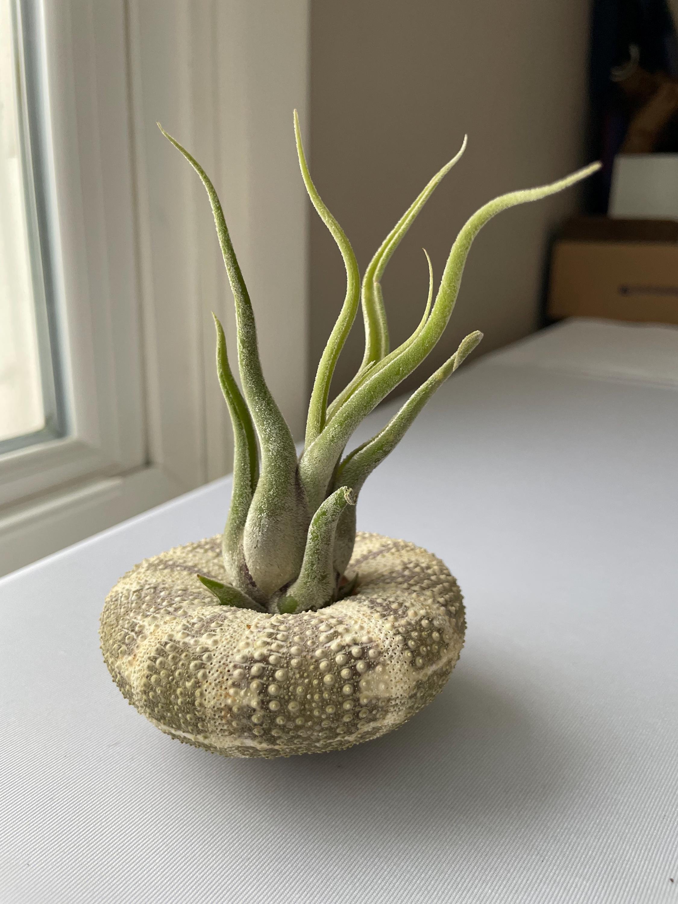 https://i.etsystatic.com/44685489/r/il/90bff5/6647260422/il_fullxfull.6647260422_bxfu.jpg