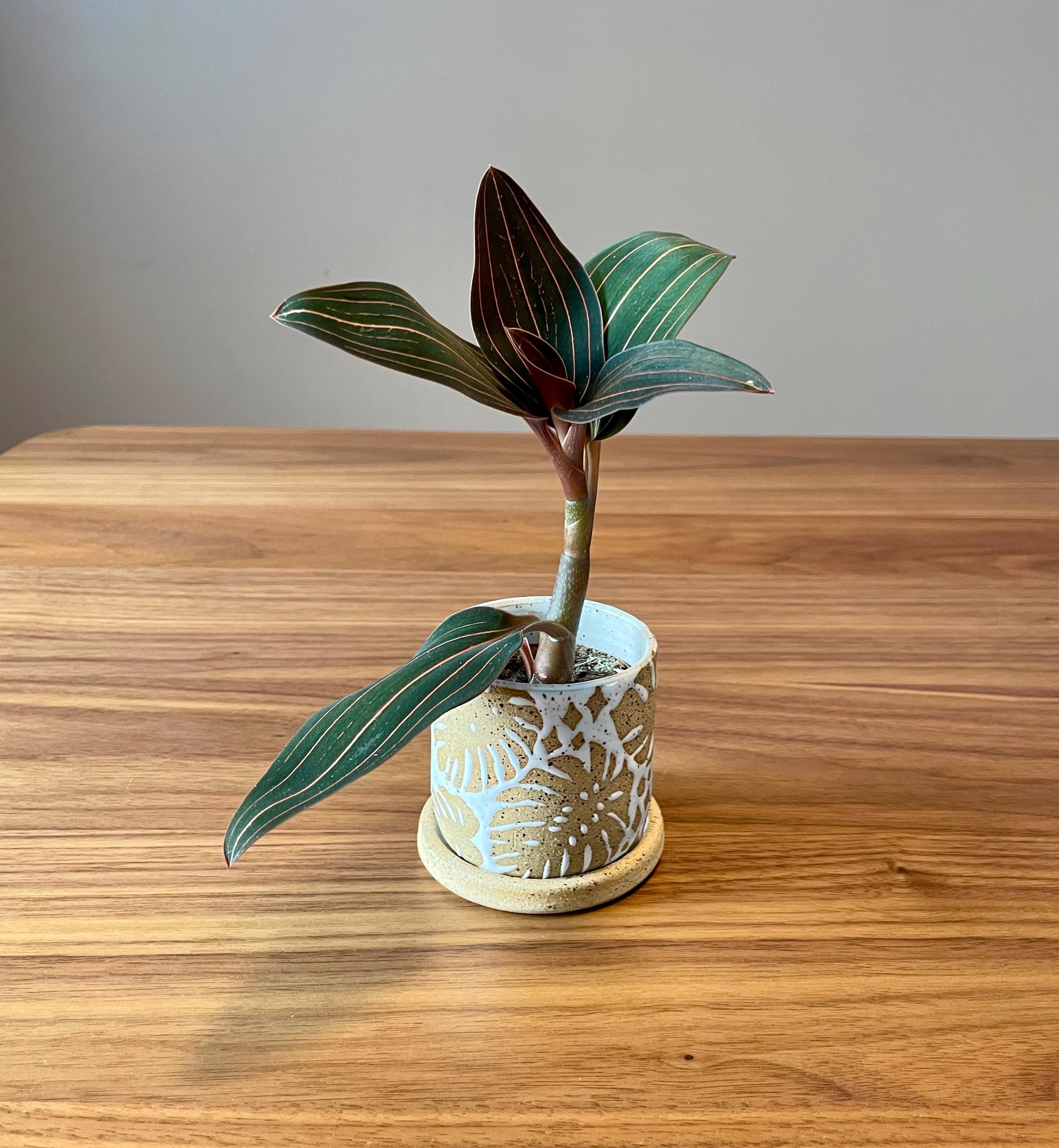 https://i.etsystatic.com/44685489/r/il/574d7f/6646503779/il_fullxfull.6646503779_flfp.jpg