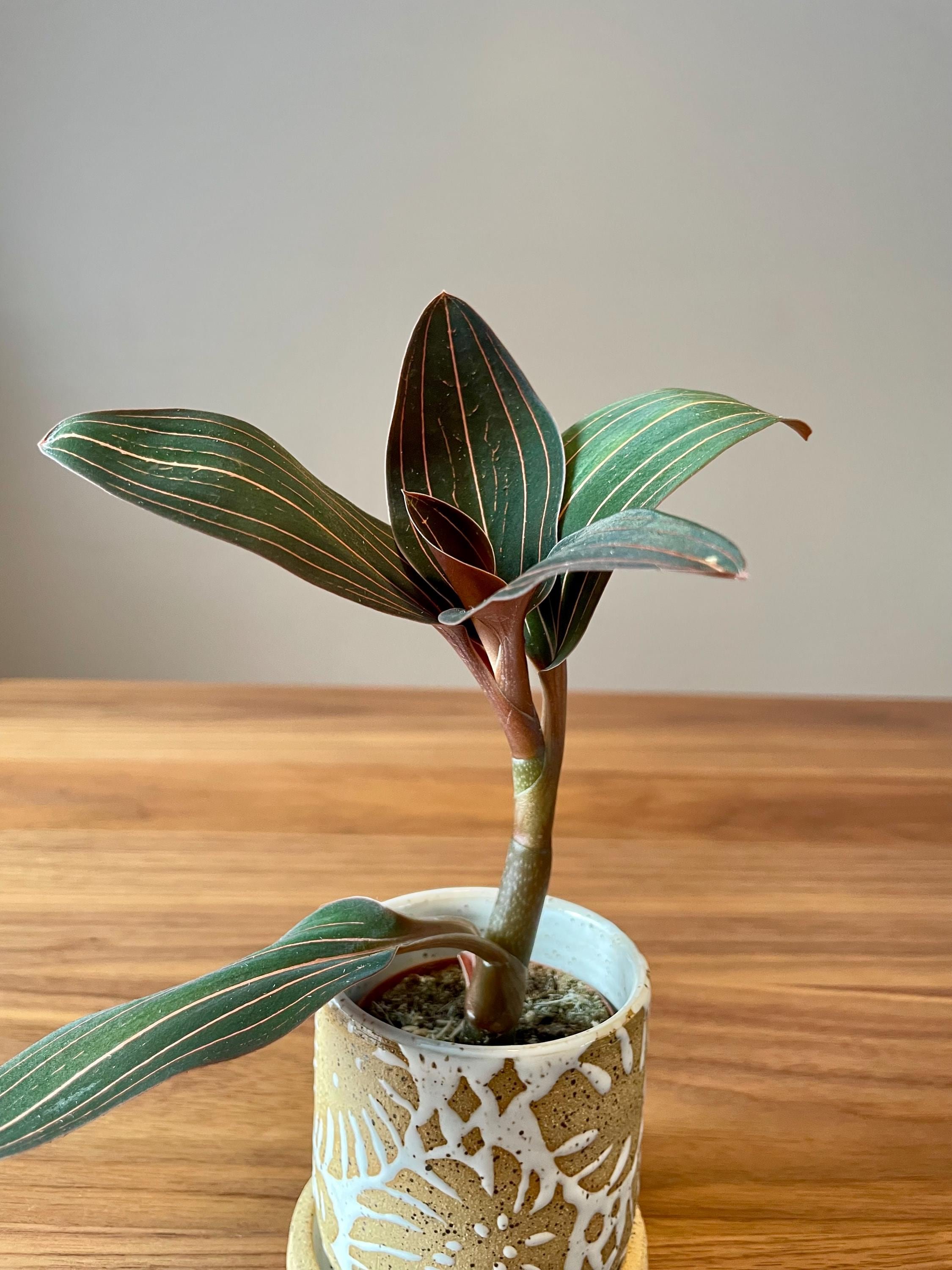 https://i.etsystatic.com/44685489/r/il/85ed60/6646503783/il_fullxfull.6646503783_p6ng.jpg