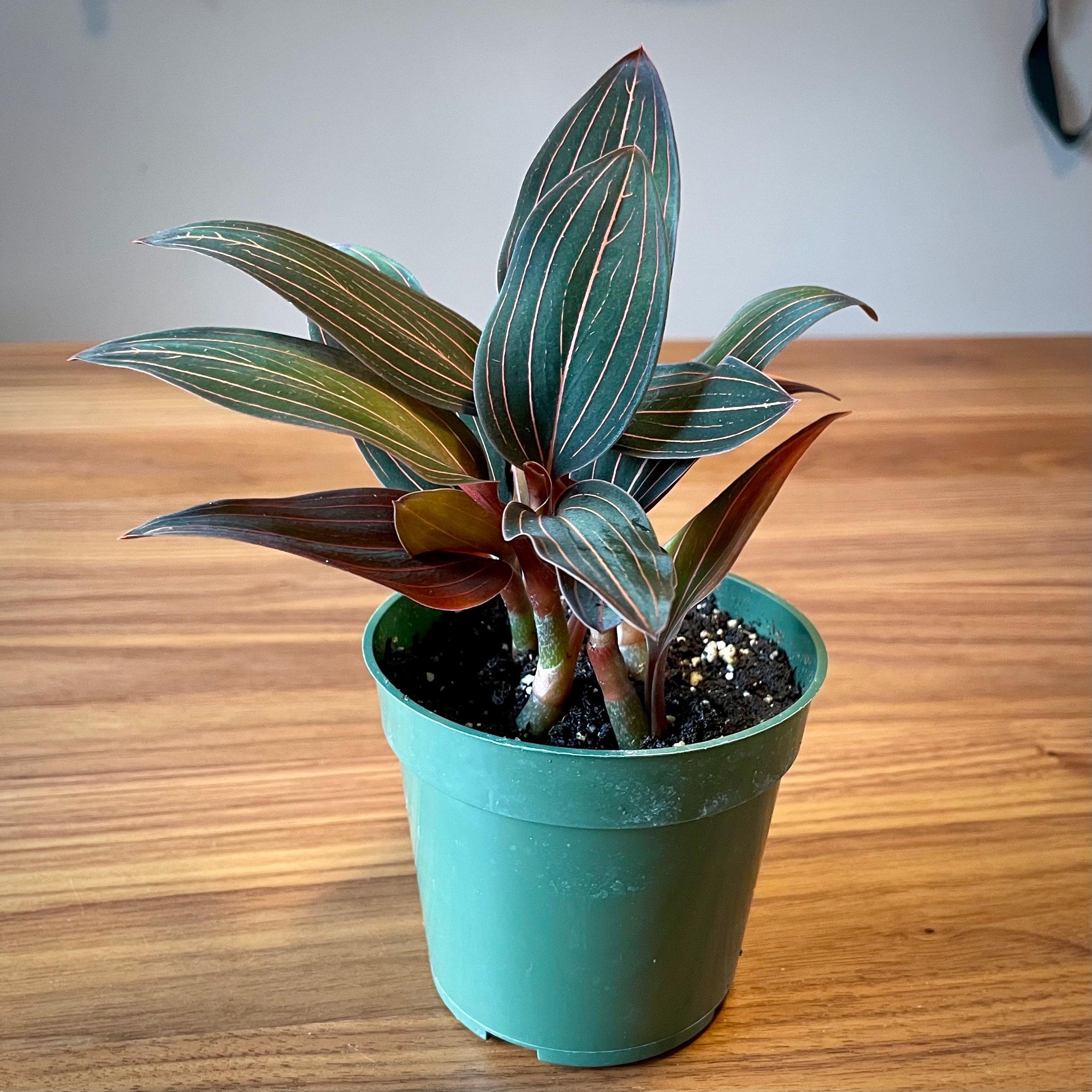 https://i.etsystatic.com/44685489/r/il/dd3bb0/6746603103/il_fullxfull.6746603103_kofw.jpg