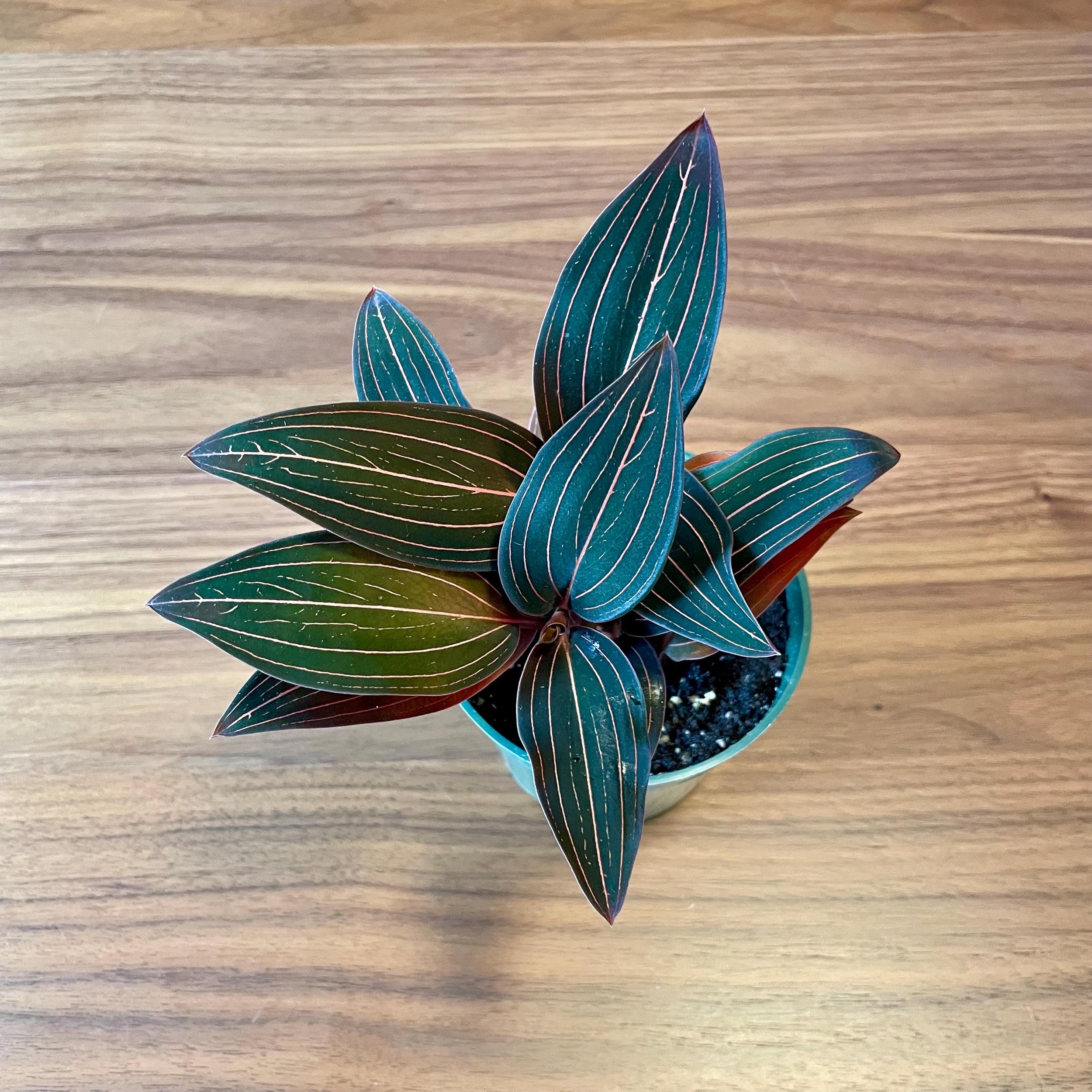 https://i.etsystatic.com/44685489/r/il/773aee/6698565268/il_fullxfull.6698565268_8mbp.jpg