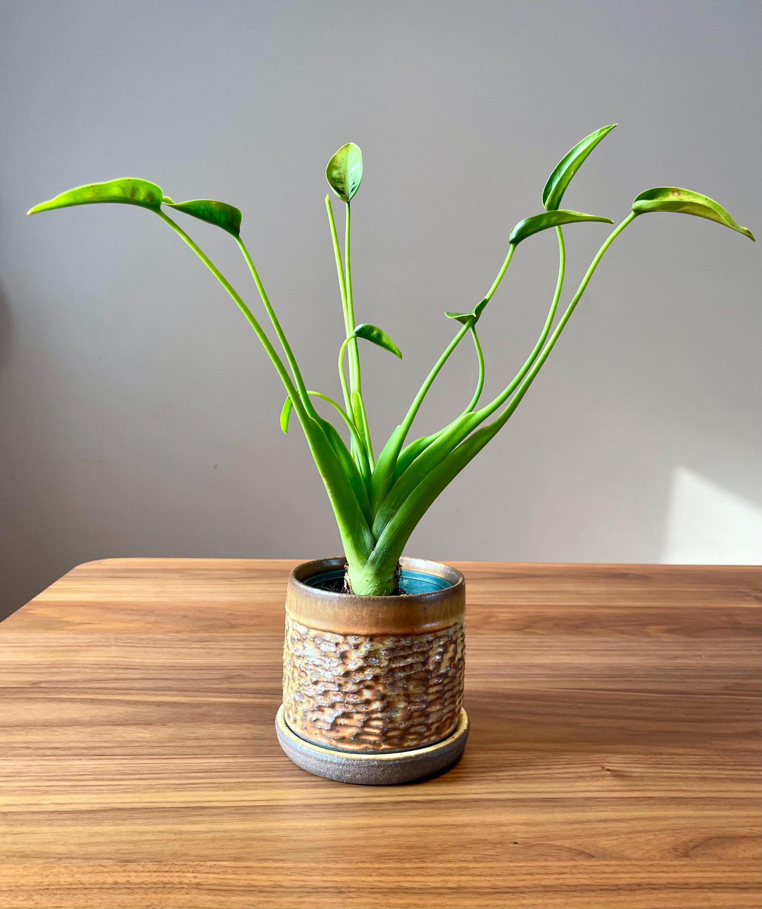 https://i.etsystatic.com/44685489/r/il/99a8ba/6598484980/il_fullxfull.6598484980_auot.jpg