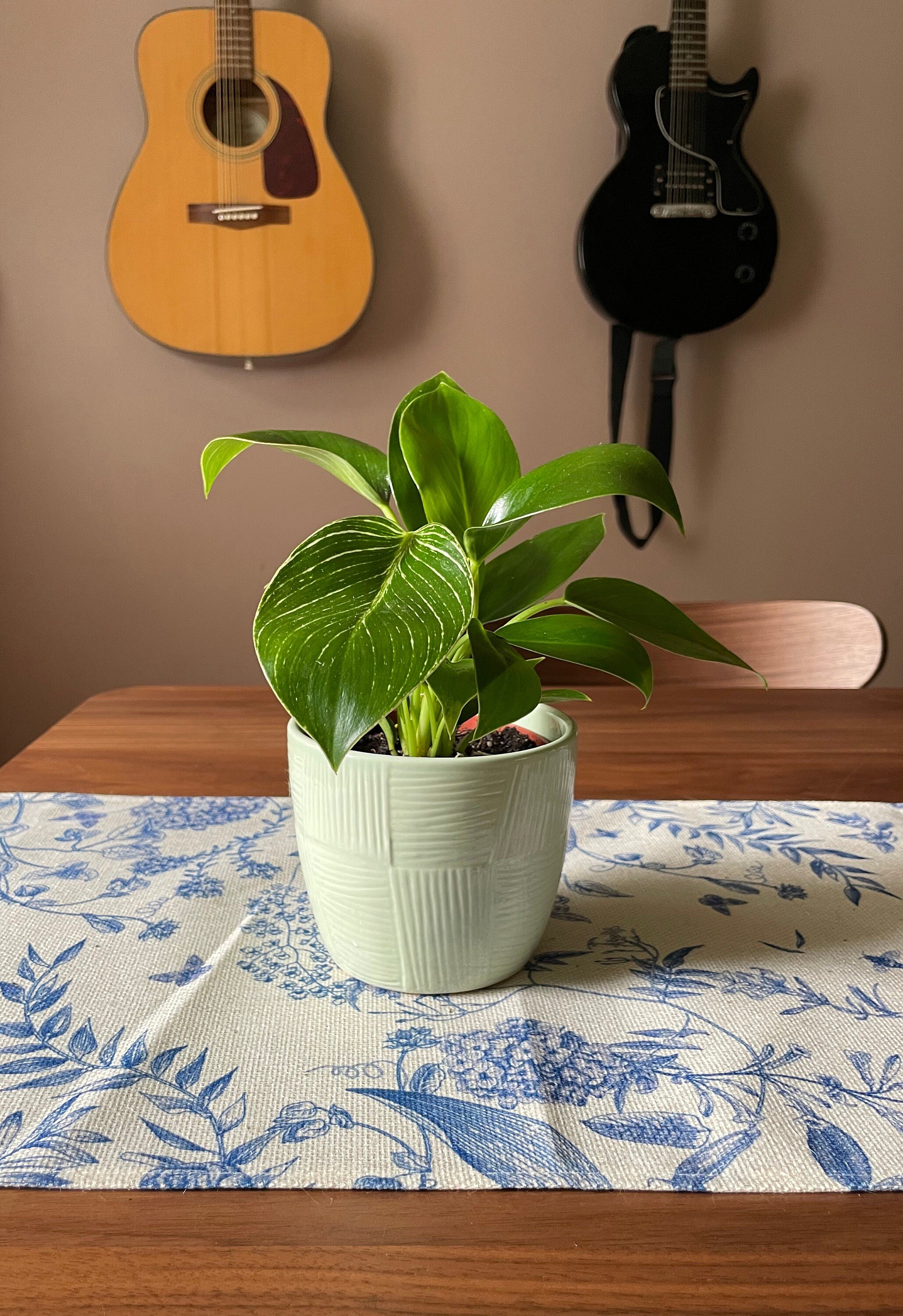 https://i.etsystatic.com/44685489/r/il/0071a0/6293907077/il_fullxfull.6293907077_4cor.jpg