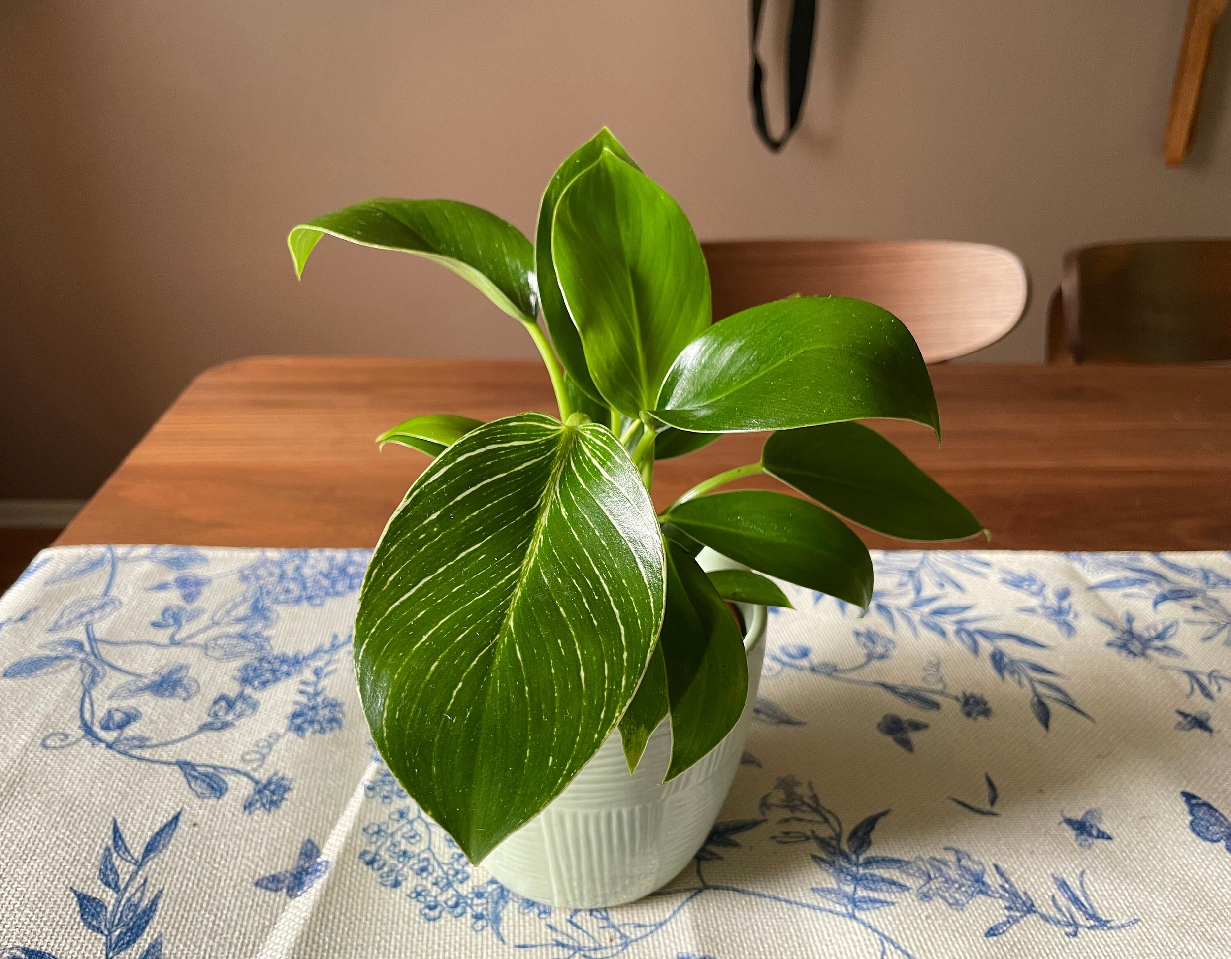 https://i.etsystatic.com/44685489/r/il/5ed5d6/6293907085/il_fullxfull.6293907085_qs7y.jpg