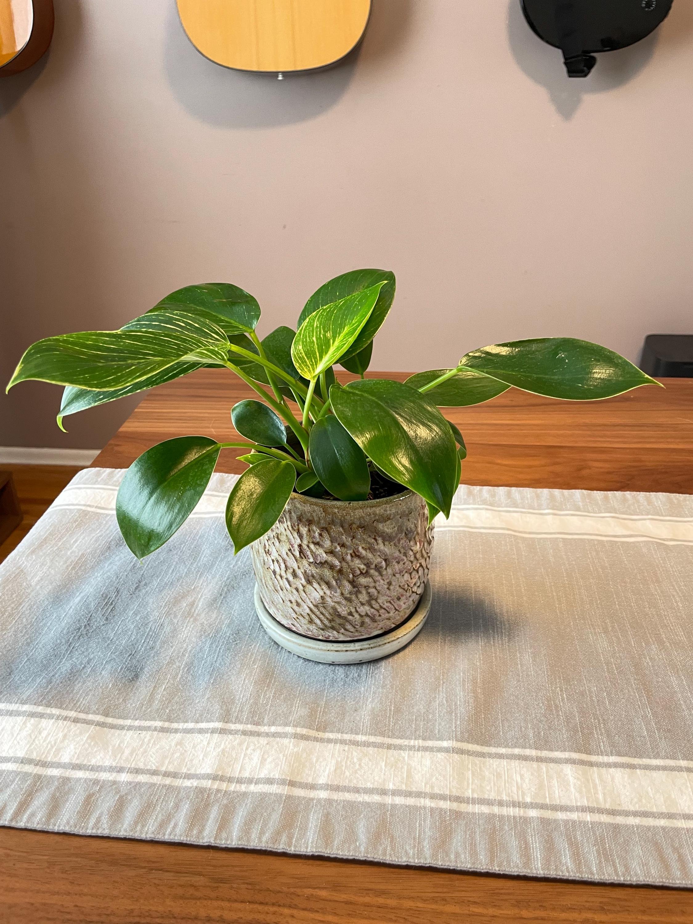 https://i.etsystatic.com/44685489/r/il/c3d8be/6453807356/il_fullxfull.6453807356_fcw2.jpg