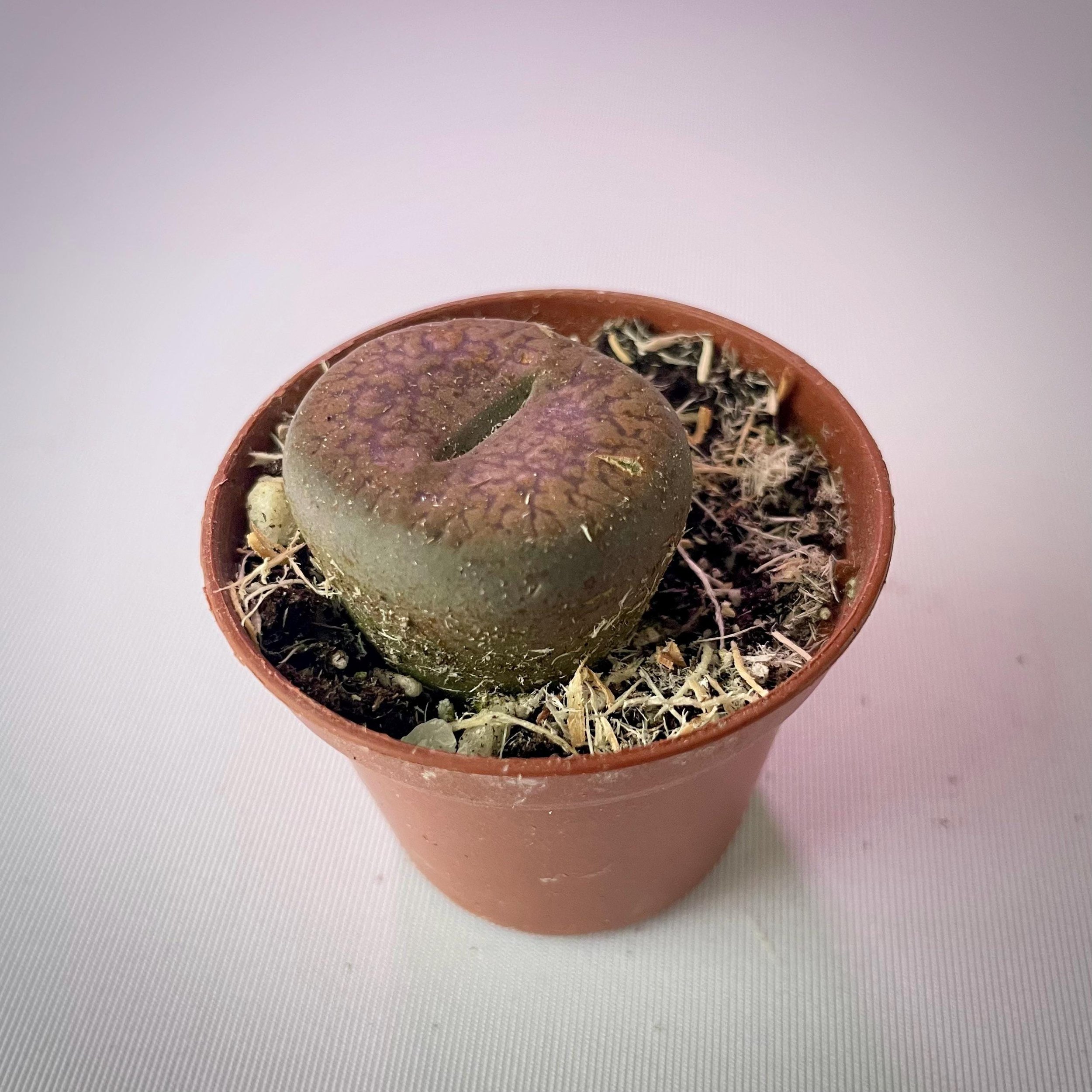https://i.etsystatic.com/44685489/r/il/f08ccf/6598469274/il_fullxfull.6598469274_5wxo.jpg