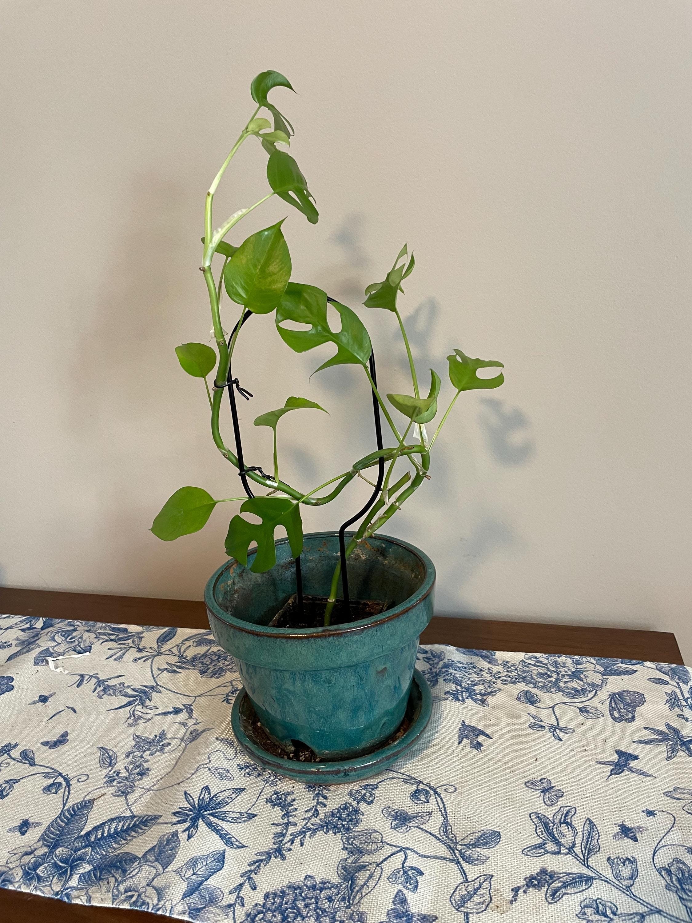 https://i.etsystatic.com/44685489/r/il/9c64b2/6598169004/il_fullxfull.6598169004_652r.jpg