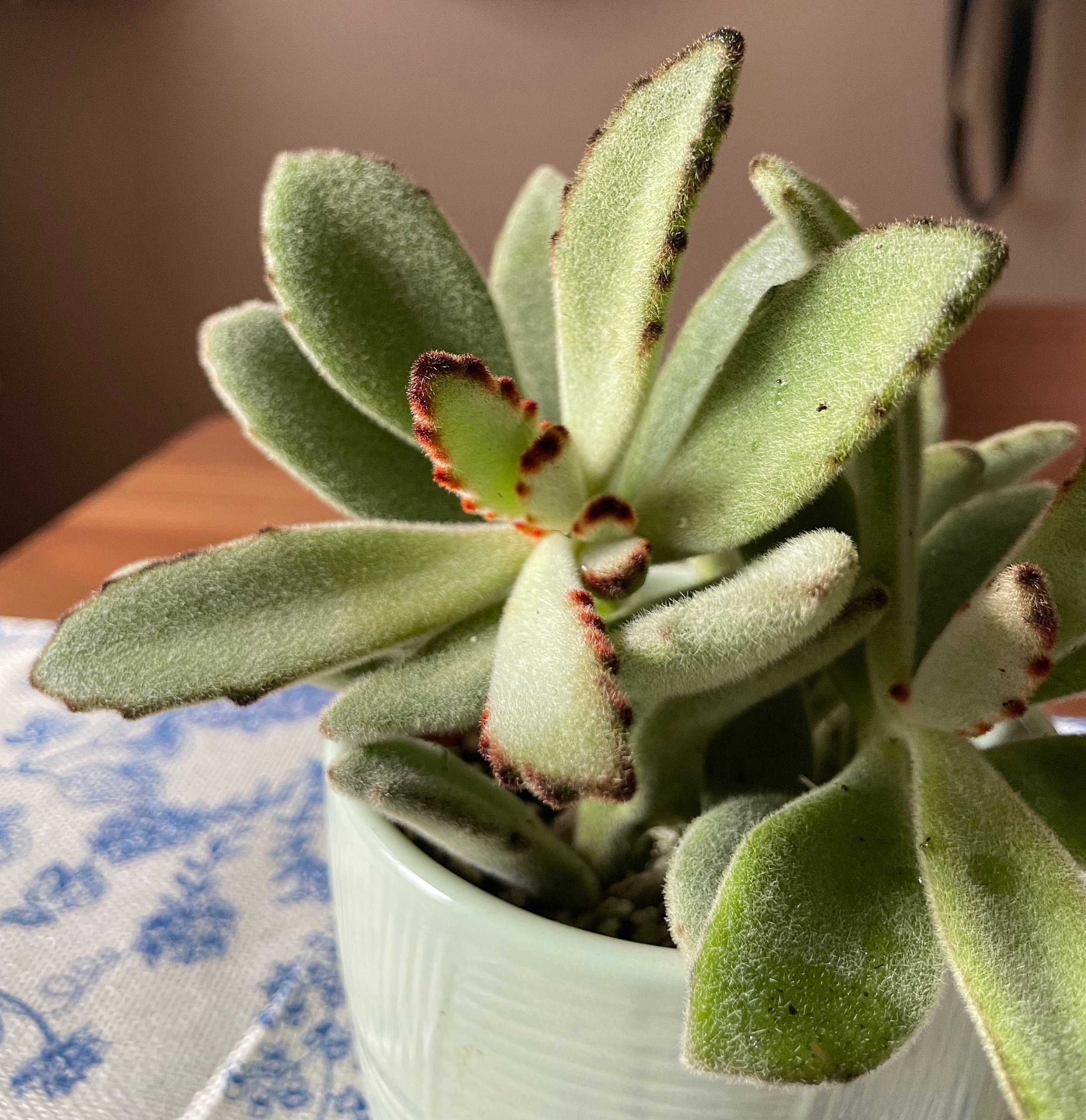 https://i.etsystatic.com/44685489/r/il/6dcea4/6293923275/il_fullxfull.6293923275_de9s.jpg