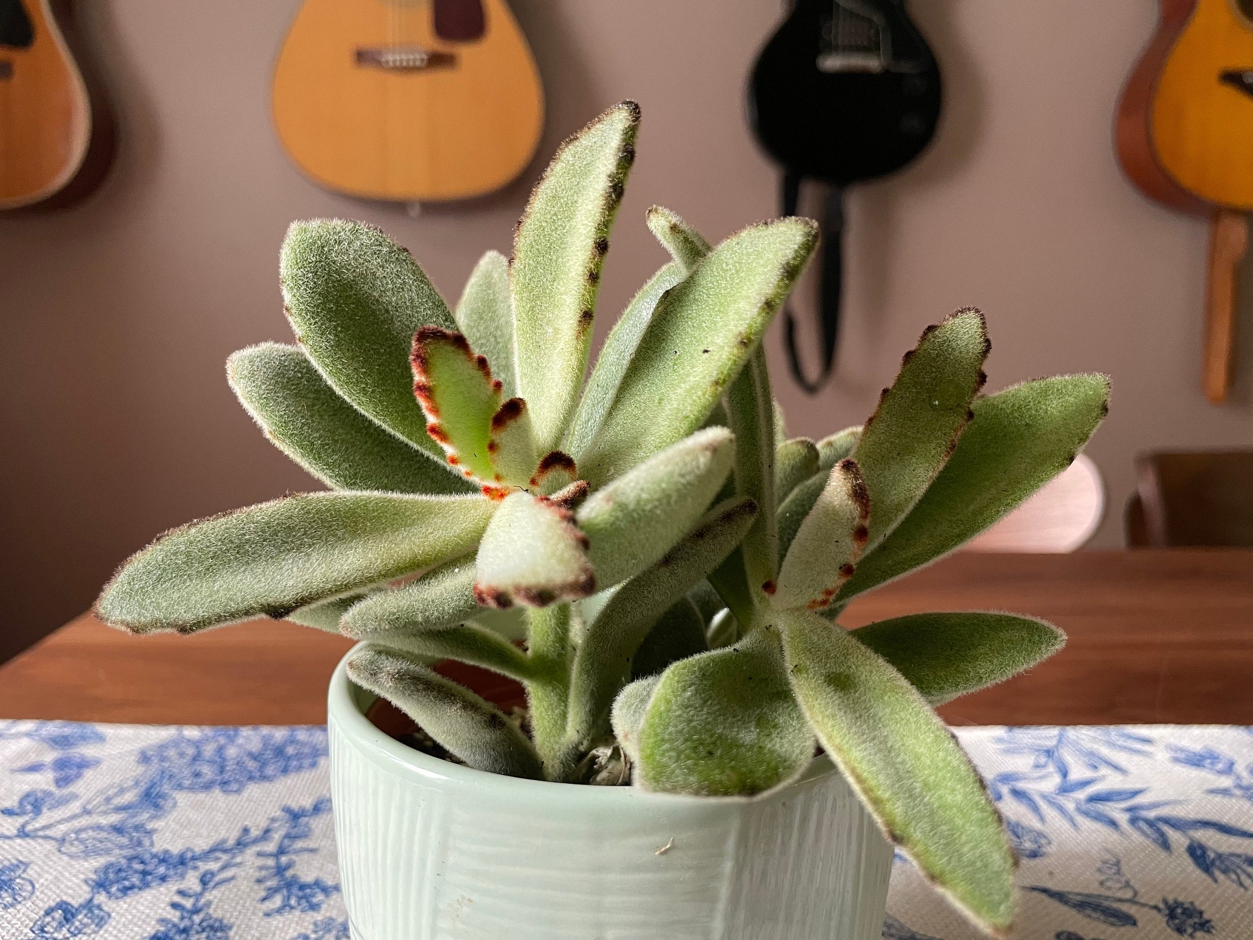 https://i.etsystatic.com/44685489/r/il/3e0bb9/6245870424/il_fullxfull.6245870424_8798.jpg