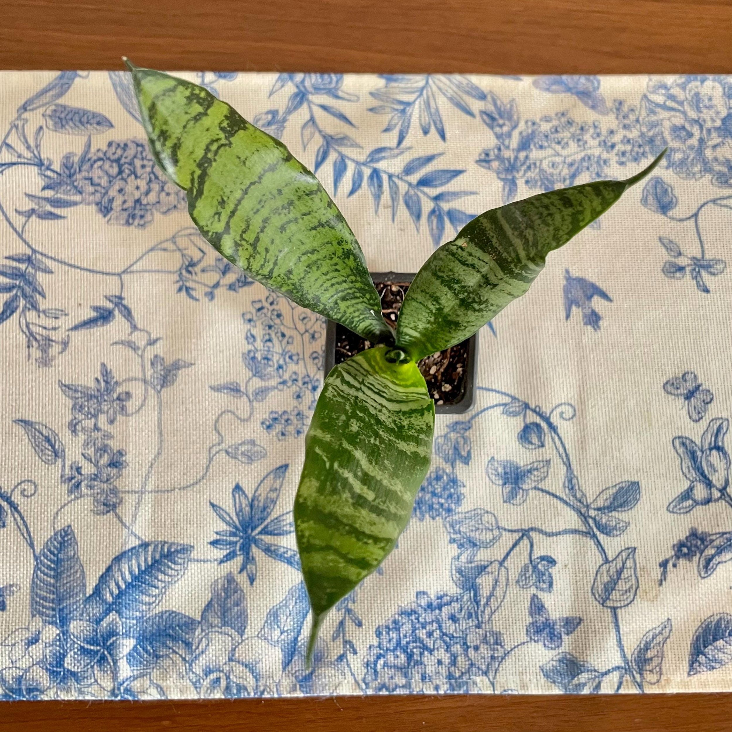 https://i.etsystatic.com/44685489/r/il/3f21cd/6746624411/il_fullxfull.6746624411_b63m.jpg
