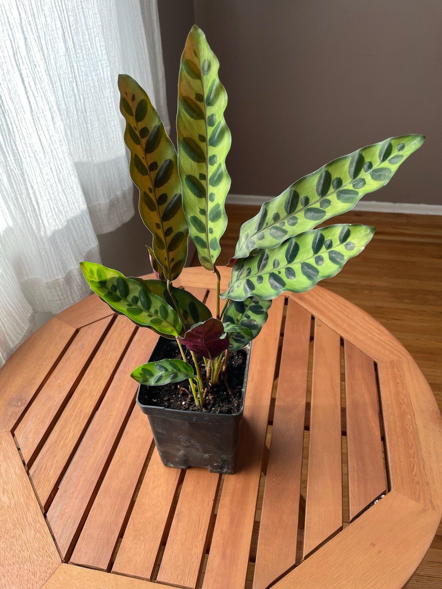 https://i.etsystatic.com/44685489/r/il/3c72ec/5731408516/il_fullxfull.5731408516_lnkr.jpg
