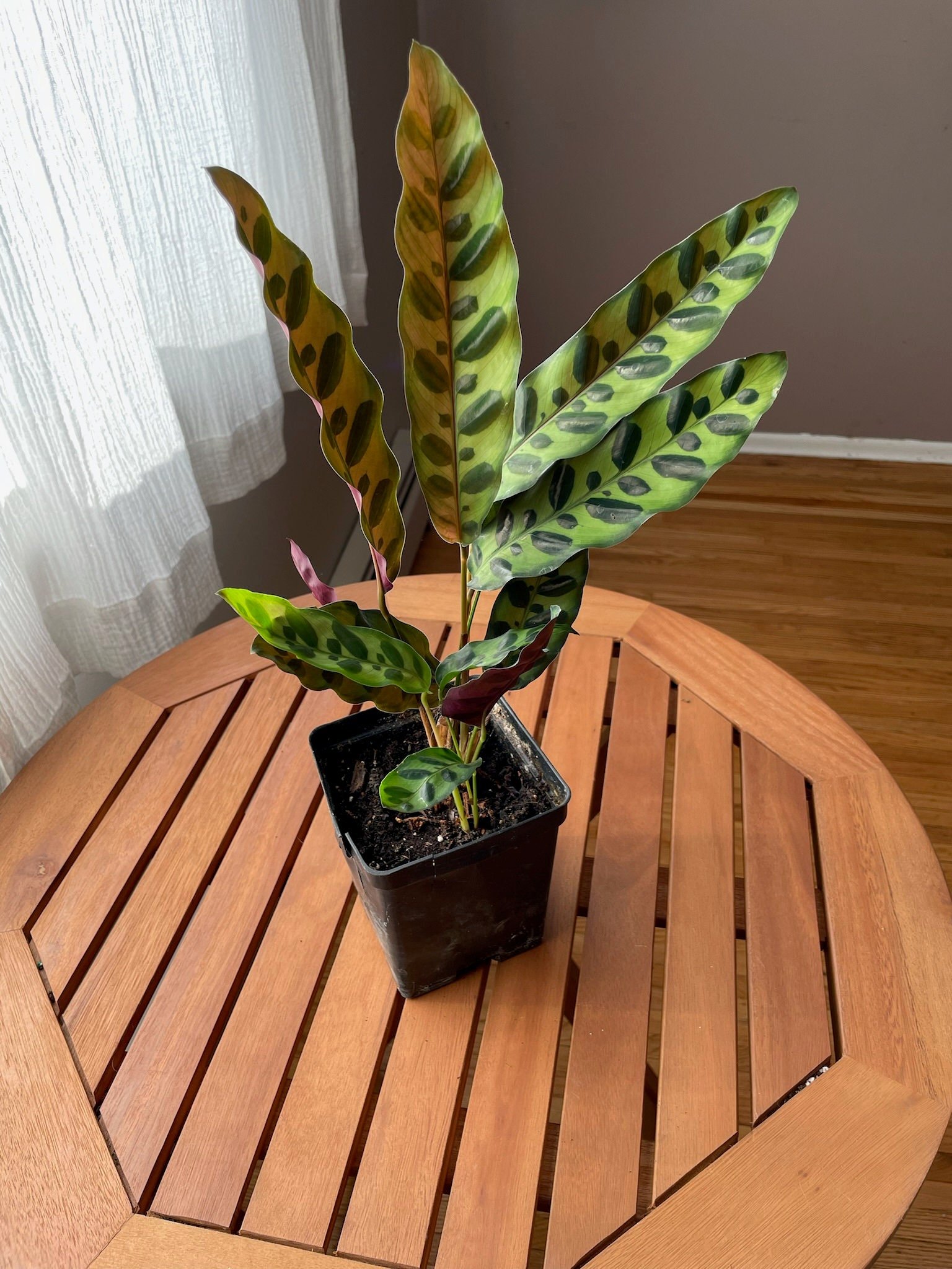 https://i.etsystatic.com/44685489/r/il/77d3cf/5731408866/il_fullxfull.5731408866_a06q.jpg