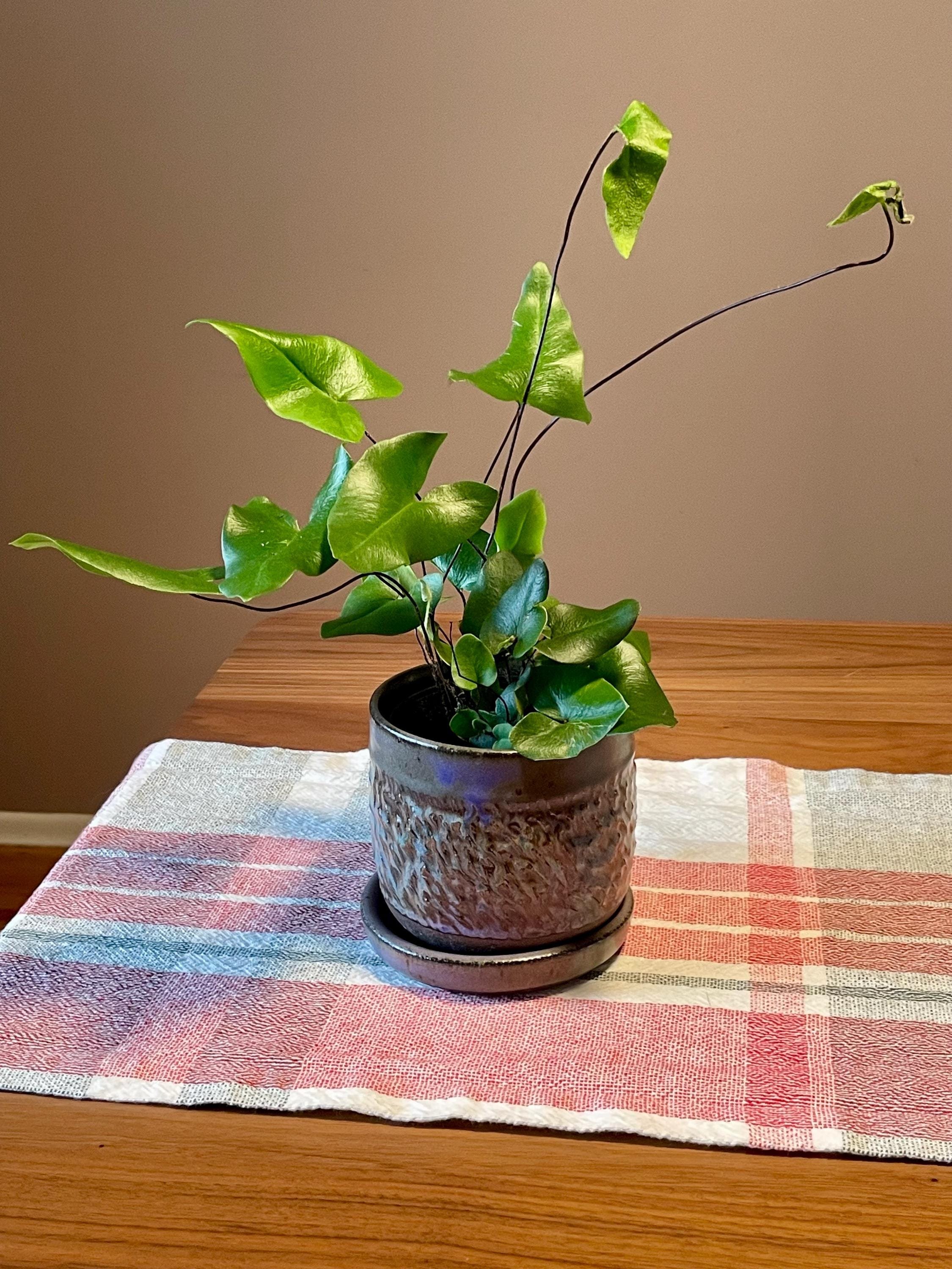 https://i.etsystatic.com/44685489/r/il/0486b8/6453551394/il_fullxfull.6453551394_sflj.jpg