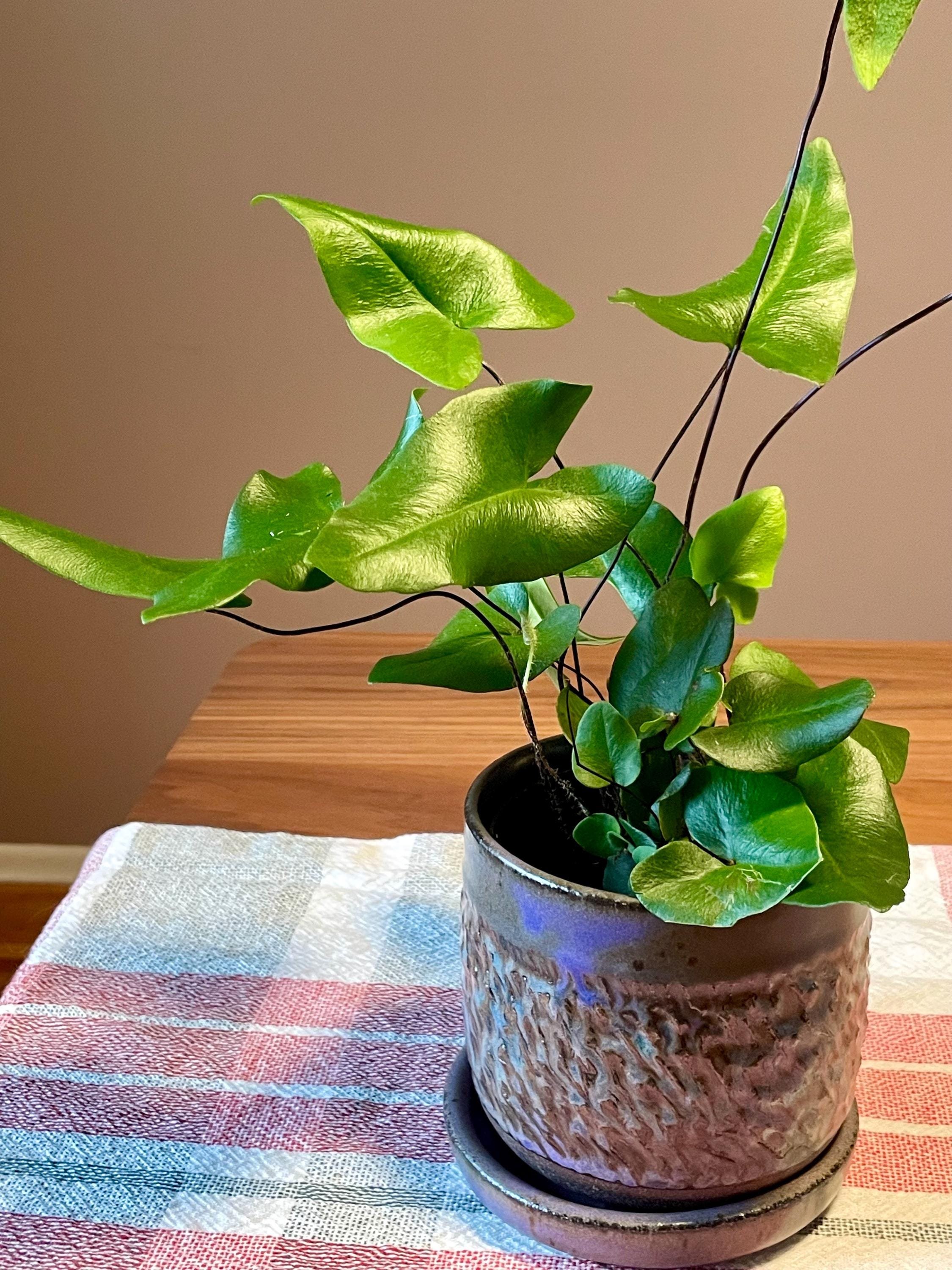 https://i.etsystatic.com/44685489/r/il/712d1f/6501655137/il_fullxfull.6501655137_2xml.jpg