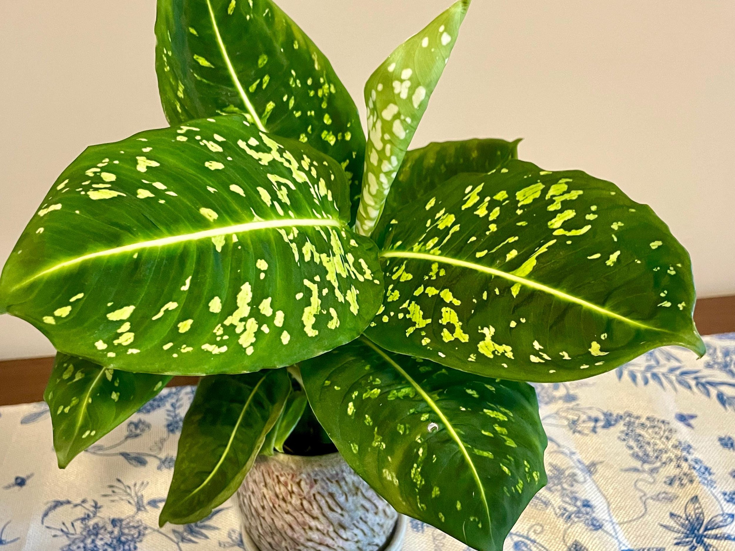 https://i.etsystatic.com/44685489/r/il/4d9a4e/6453544152/il_fullxfull.6453544152_q4if.jpg