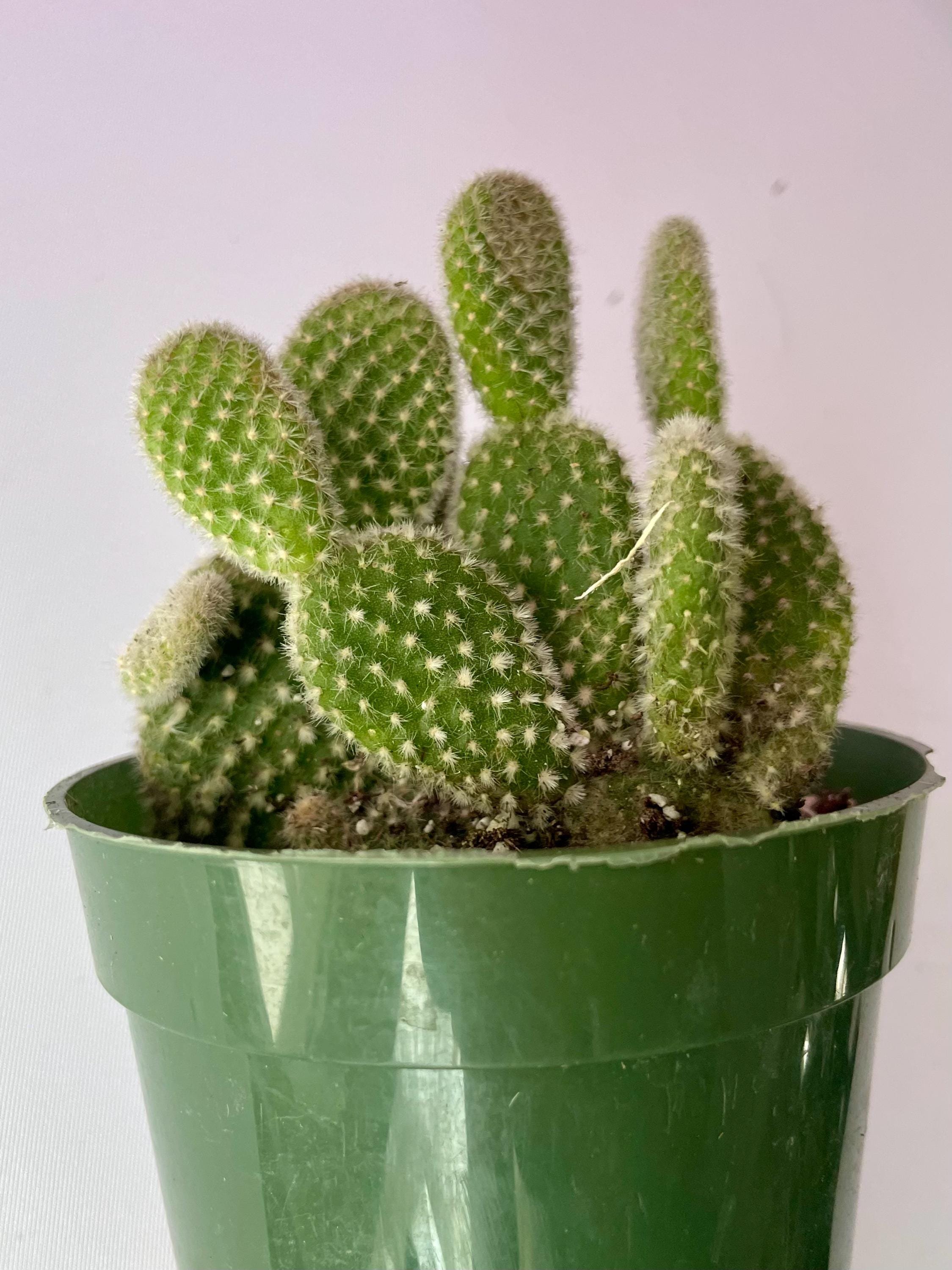 https://i.etsystatic.com/44685489/r/il/51b748/6598640010/il_fullxfull.6598640010_6z8k.jpg