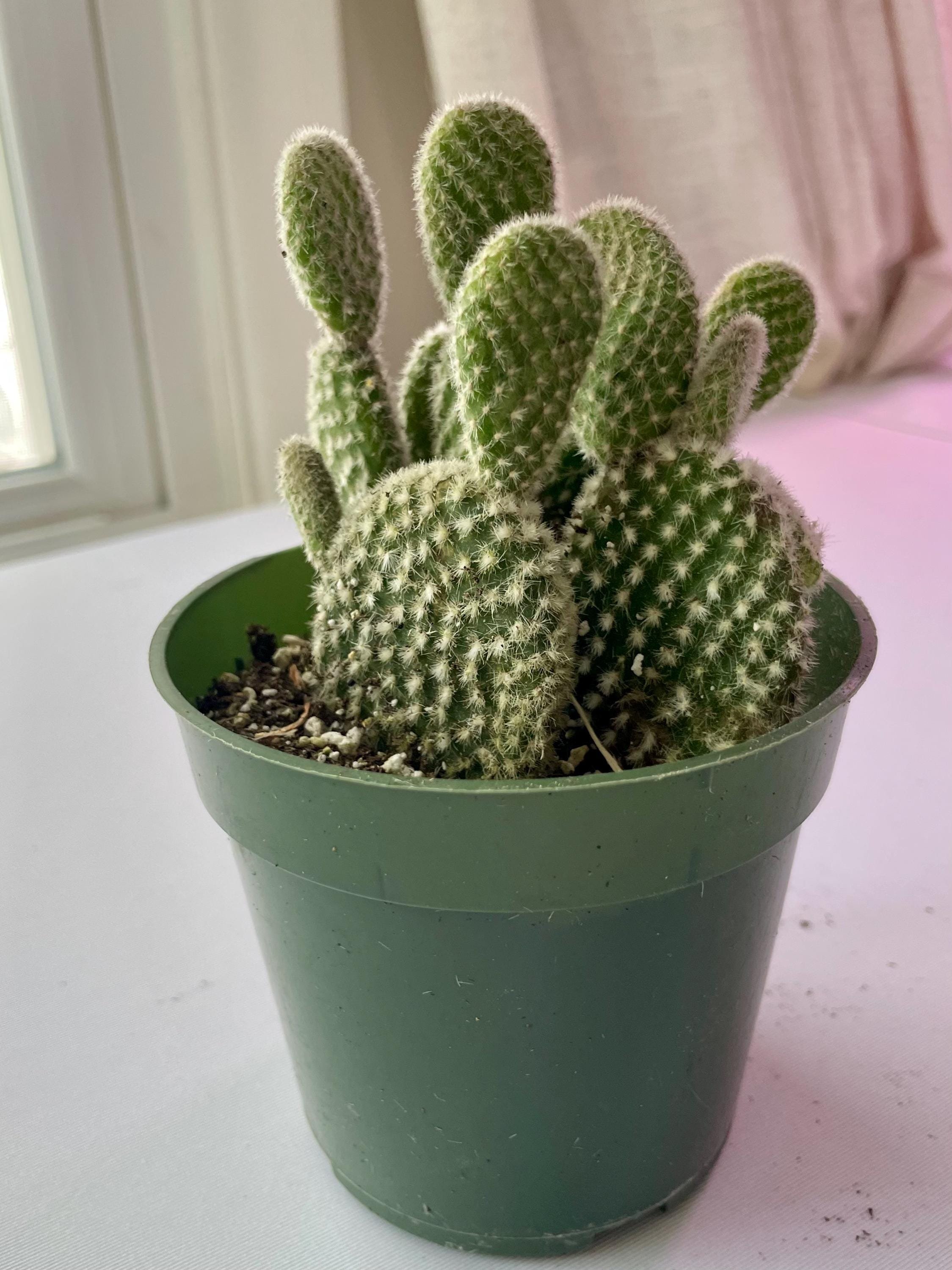https://i.etsystatic.com/44685489/r/il/b68239/6646754877/il_fullxfull.6646754877_55a0.jpg