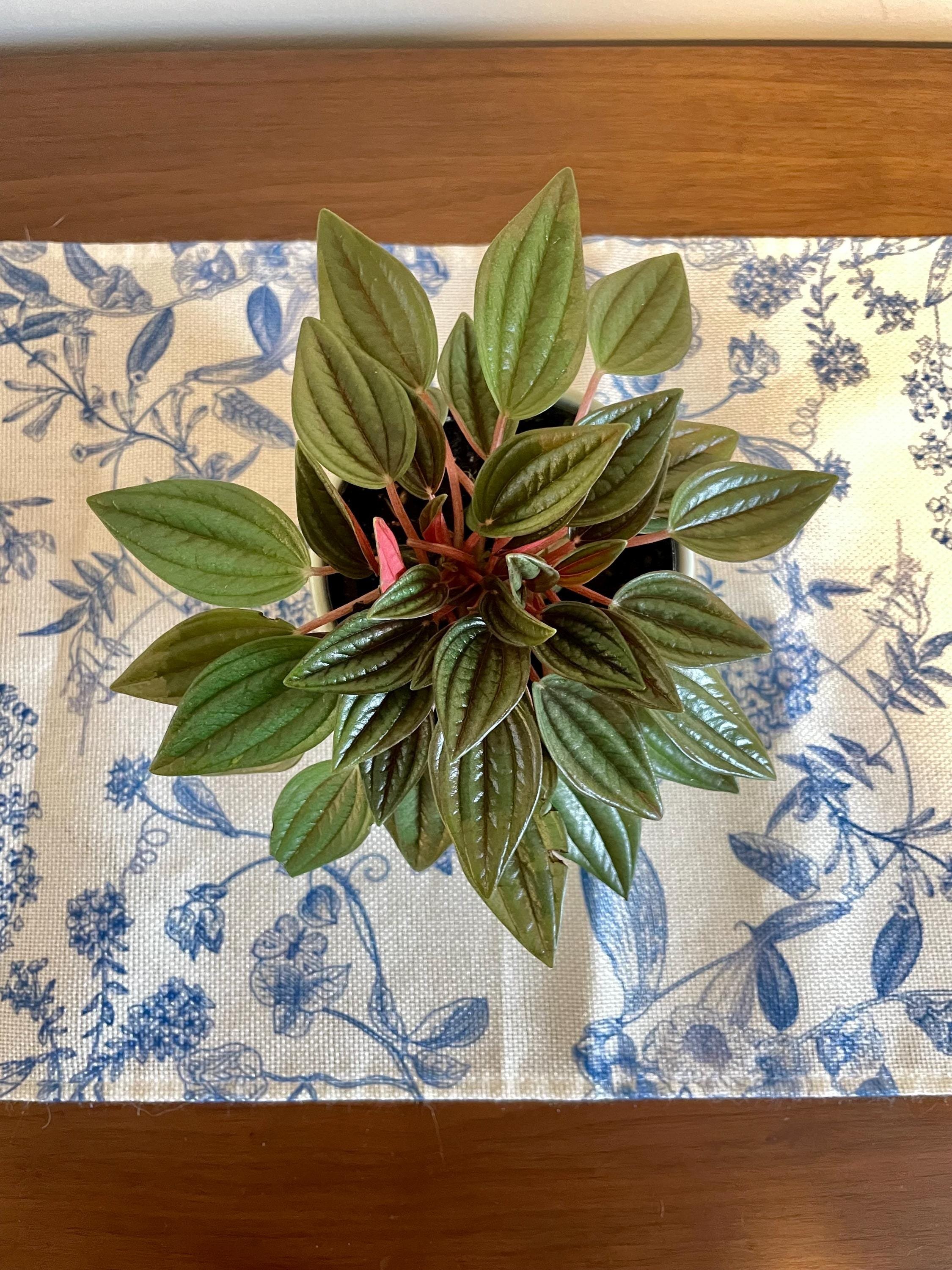 https://i.etsystatic.com/44685489/r/il/e72d4a/6501633259/il_fullxfull.6501633259_f6od.jpg
