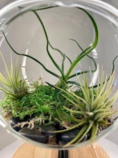 https://i.etsystatic.com/44685489/r/il/5dde04/5066570648/il_fullxfull.5066570648_68is.jpg
