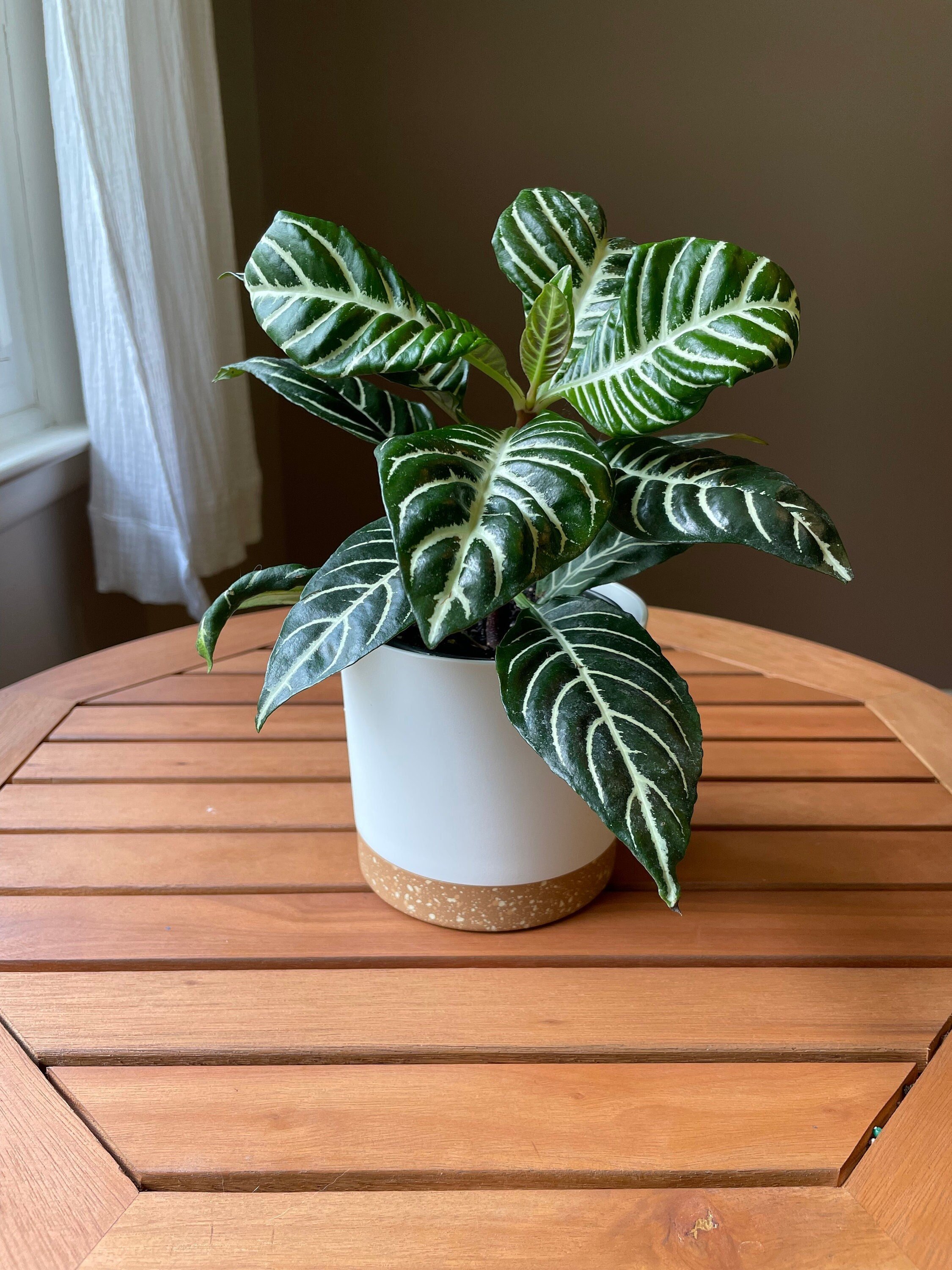 https://i.etsystatic.com/44685489/r/il/5311e4/5098597776/il_fullxfull.5098597776_i471.jpg
