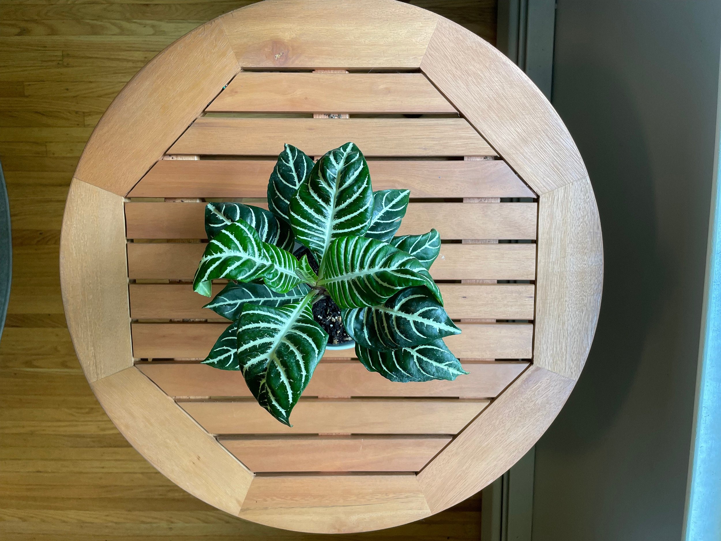 https://i.etsystatic.com/44685489/r/il/45ea2b/5146814407/il_fullxfull.5146814407_okfj.jpg