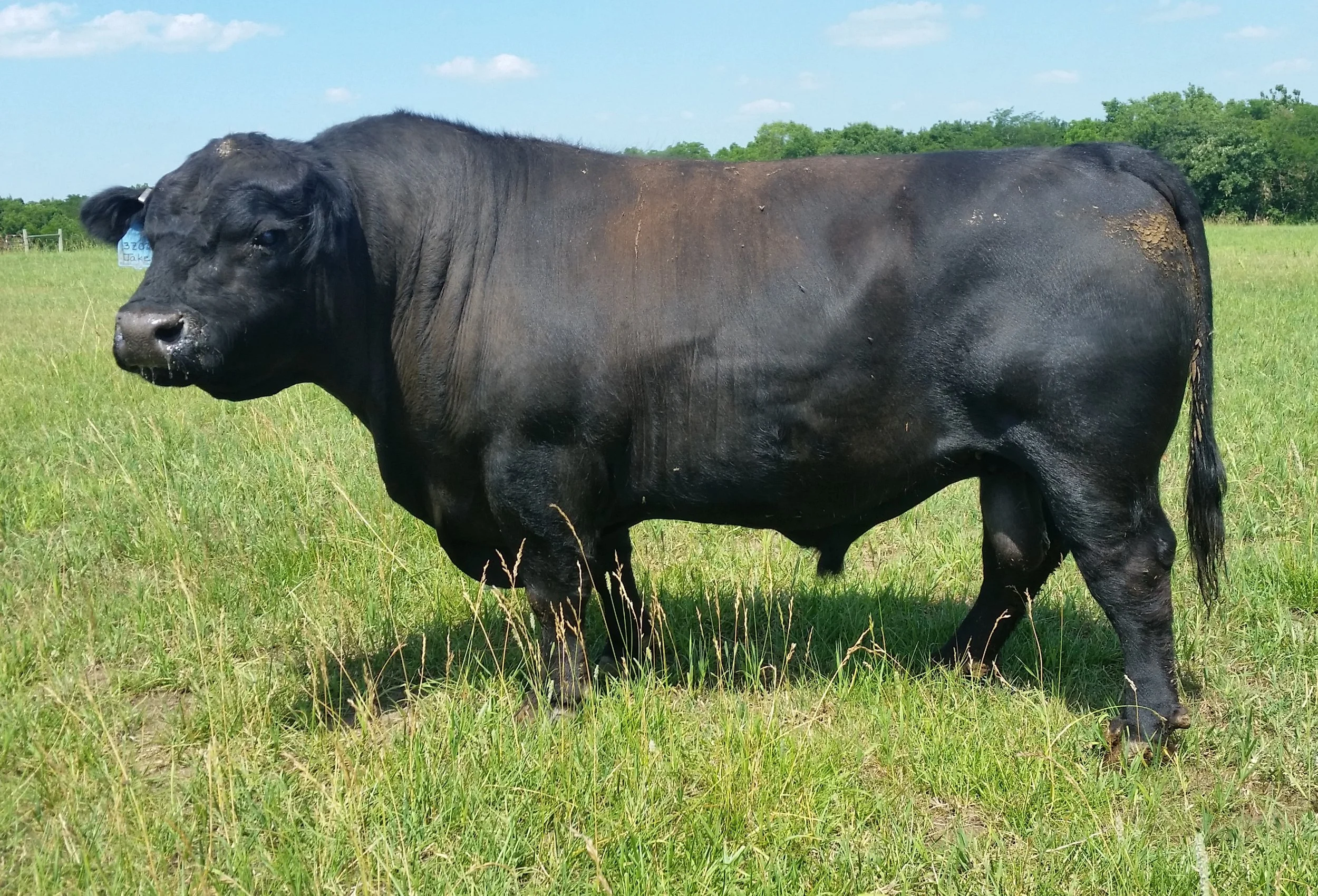 Sharidon's Jake - Conventional Semen