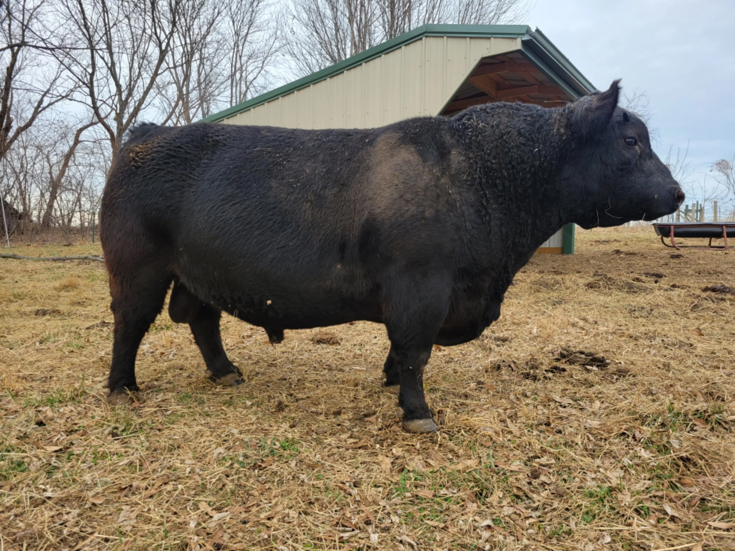 Sharidon's Maks - Conventional Semen