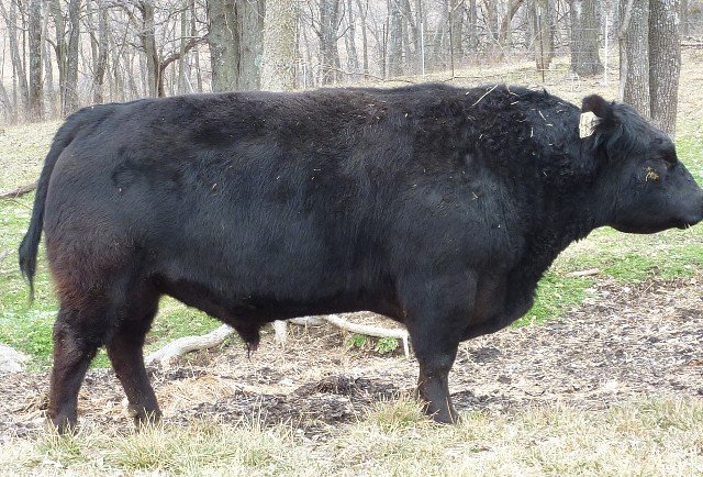 Sharidon's Gaylord - Conventional Semen