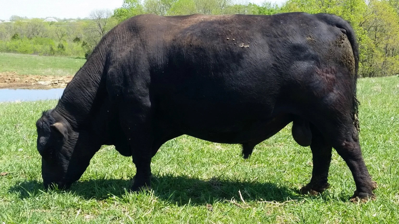 Sharidon's Holan - Conventional Semen