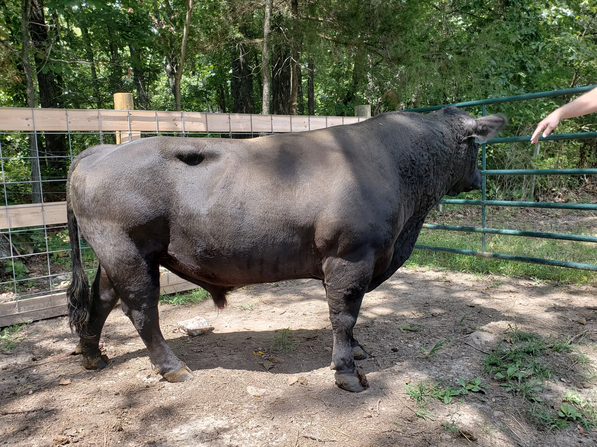 Sharidon's Liberty - Conventional Semen