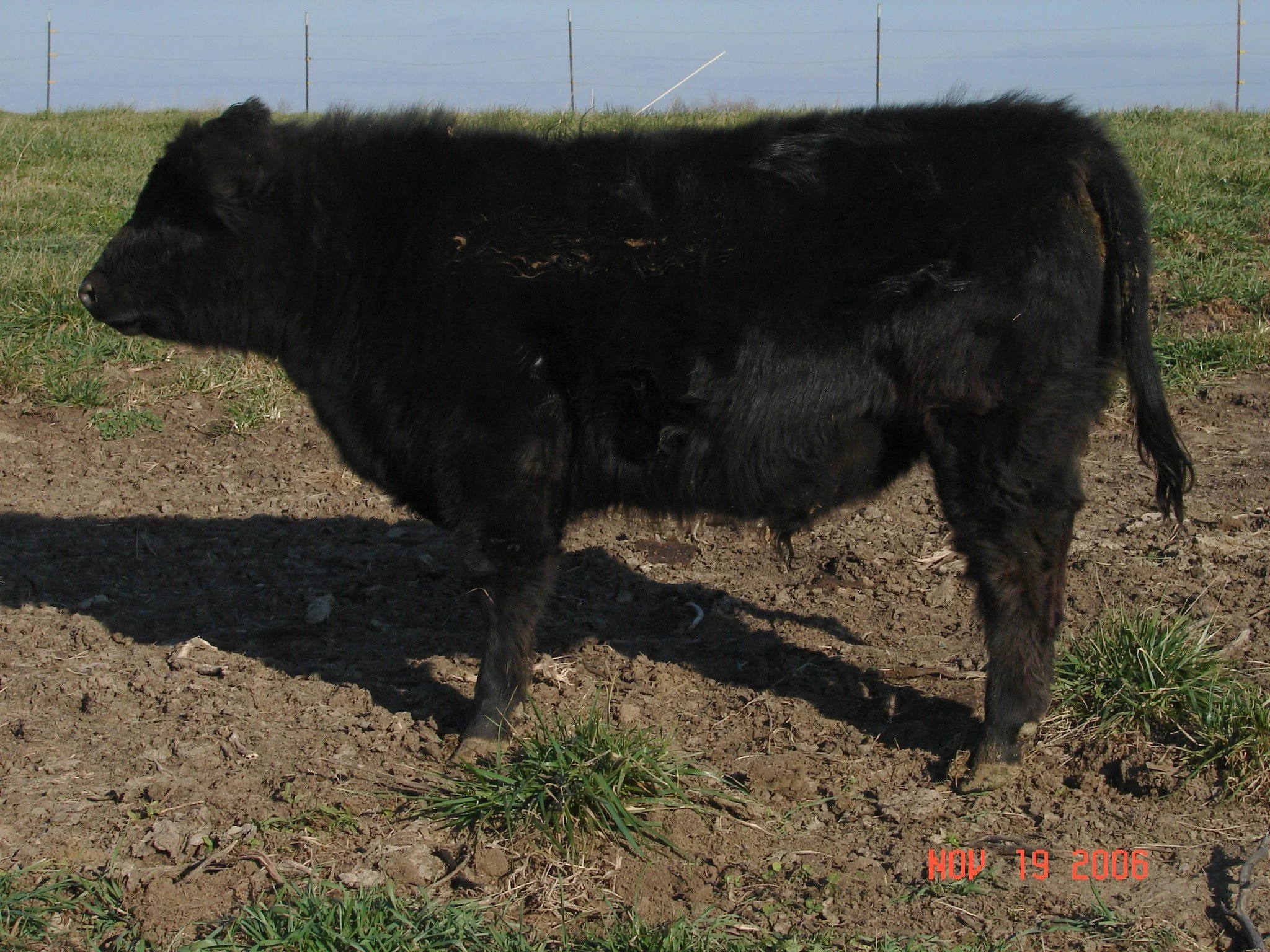 Sheridon's Derek - Conventional Semen