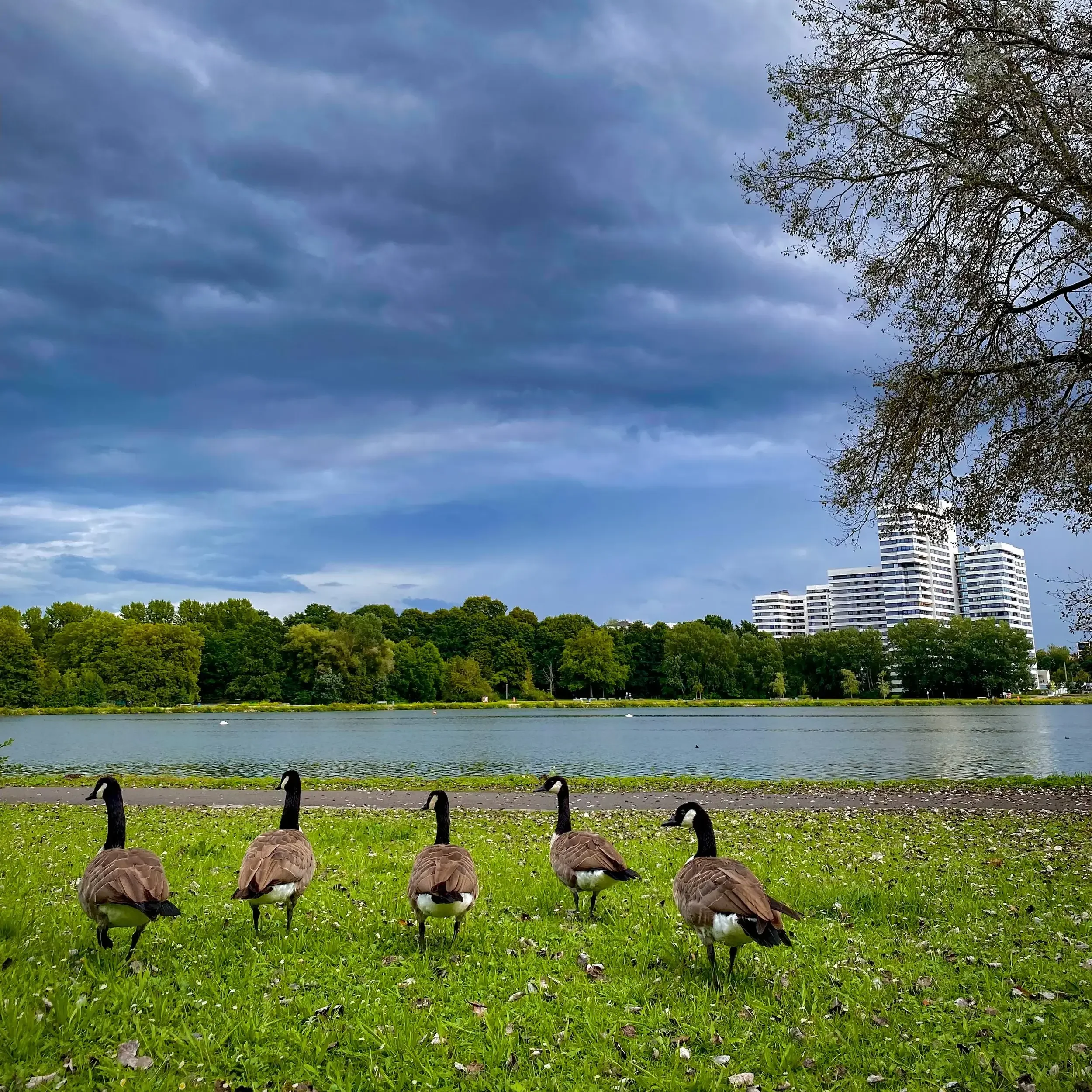 Fünf Kanadagänse stehen auf einer Wiese am Wöhrder See in Nürnberg und blicken auf das Wasser und die Wohnanlage Norikus unter einem bewölkten Himmel.