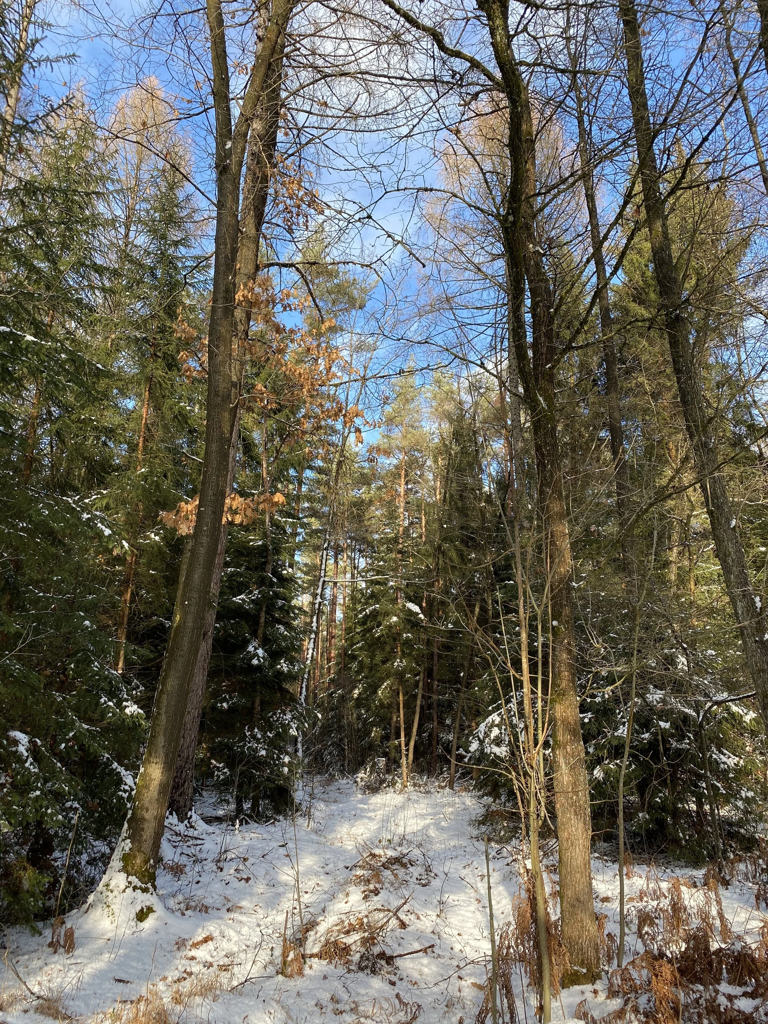 Reichswald Nürnberg im Winter mit dichtem Baumbestand, der das Stadtklima positiv beeinflusst