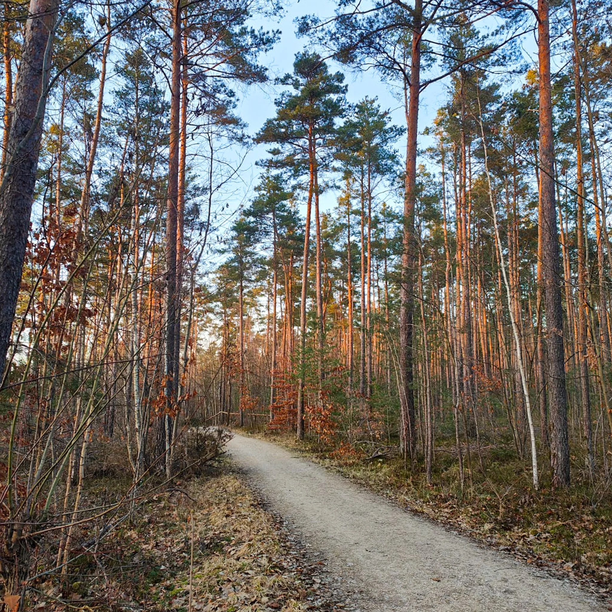 Deutsche und ihre Bäume: Es ist kompliziert