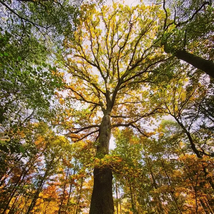 Nürnberg und die grüne Lüge
