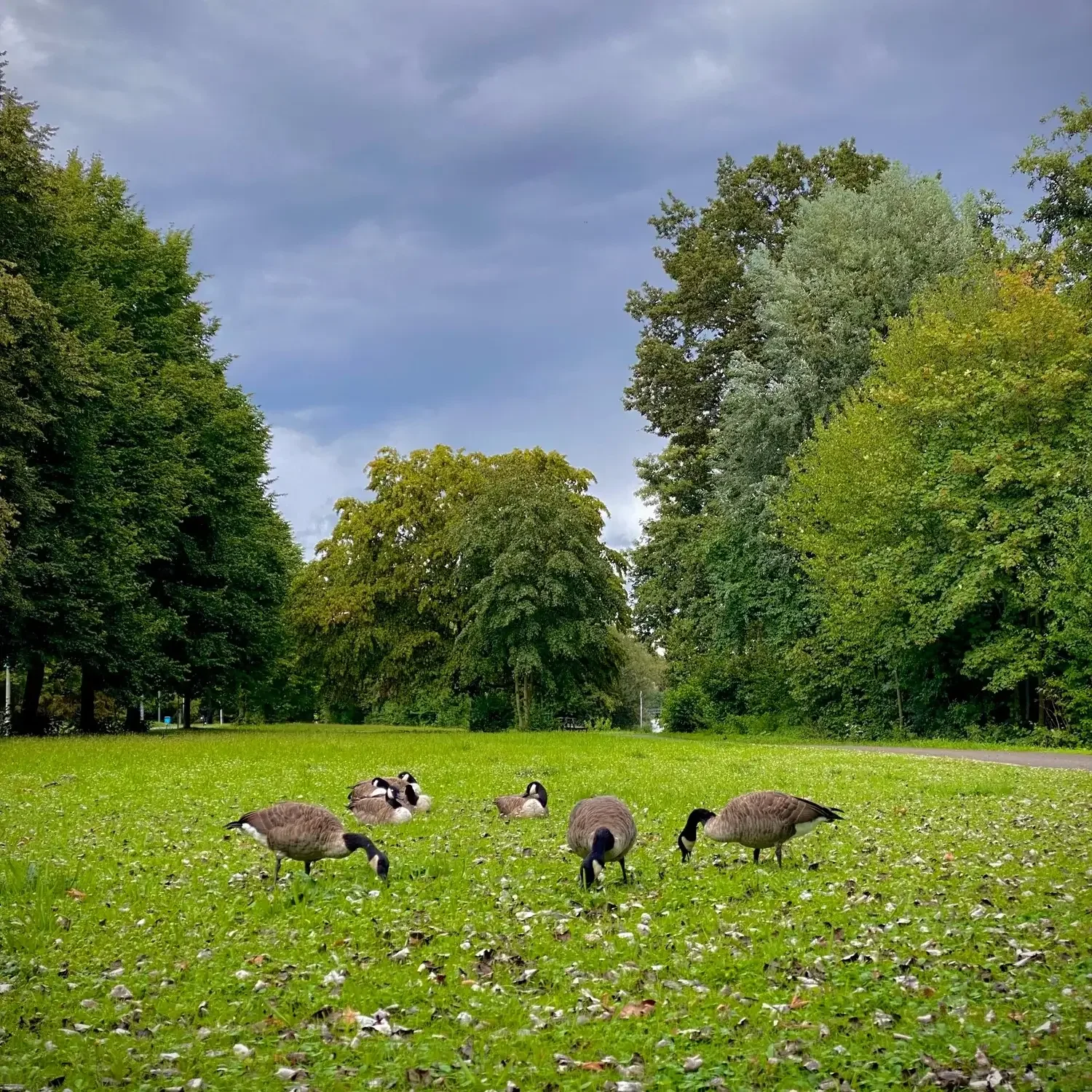 Fünf Kanadagänse auf einer Liegewiese am Wöhrder See in Nürnberg; Schauplatz des städtischen Gänsemanagements durch den SÖR.