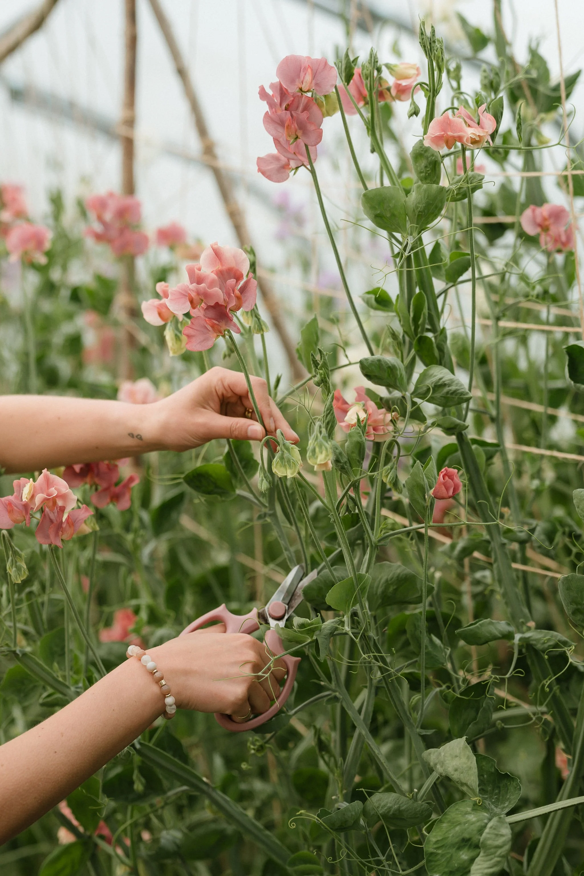 British grown flowers in Yorkshire