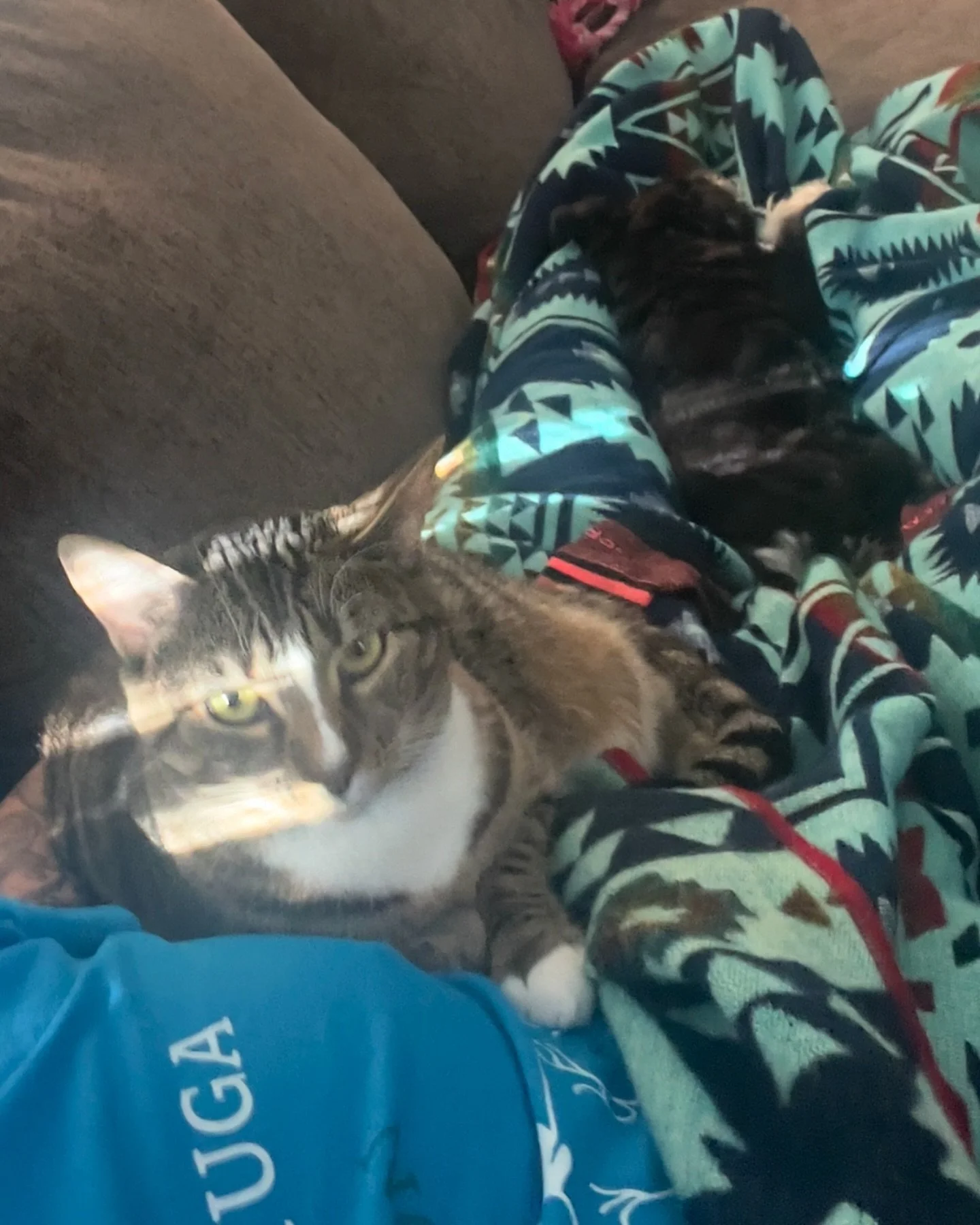 No it&rsquo;s cool guys, I don&rsquo;t want to take a comfy nap. This is fine. 
#yulee #catdad #fernandinabeach #dogdad