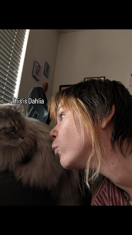 This is partially an excuse for Xana to get a forehead kiss partially an excuse to show off @angrypaintedfox princess baby Dahlia
.
.
.
#cat #queer #catsofinstashow off
