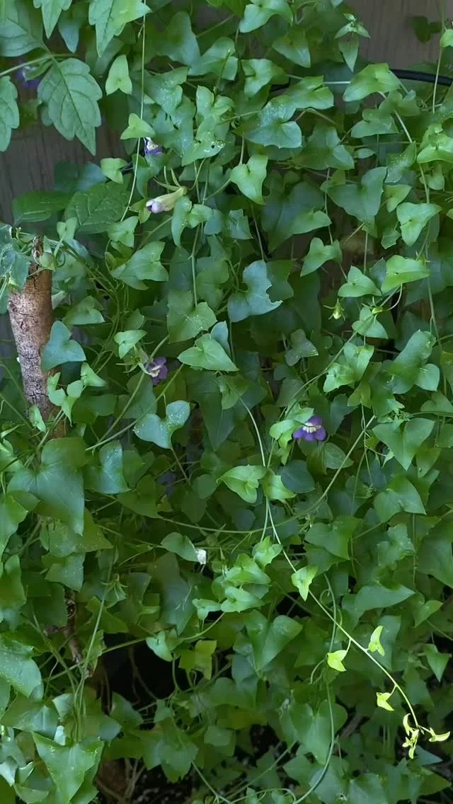 I really love these delicate flowers on my snapdragon vine in my garden. Not to be confused with regular snapdragons, these are a Texas native that flower in spring and summer. Native flora and fauna will always have the key to my heart 💚