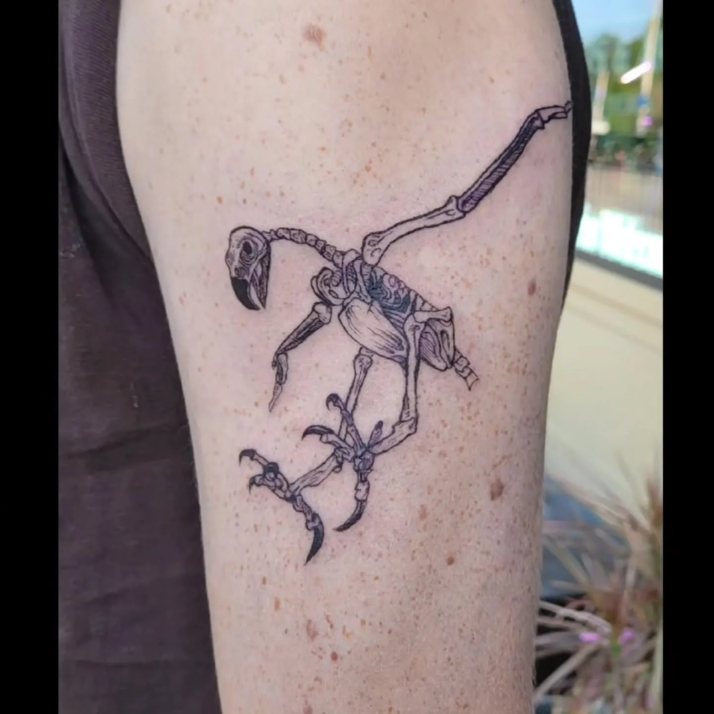 The skeleton of an American bald eatle. I drew this originally on the 4th of July because that's how it feels to live in America these days. I love to do this kind of #engravingtattoo You can do so much with just black lines, it's amazing. #dentontat