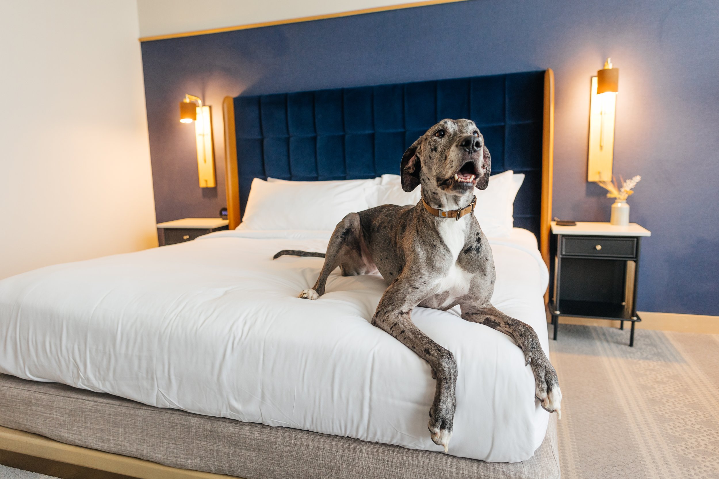 JasperSuite-319.jpg