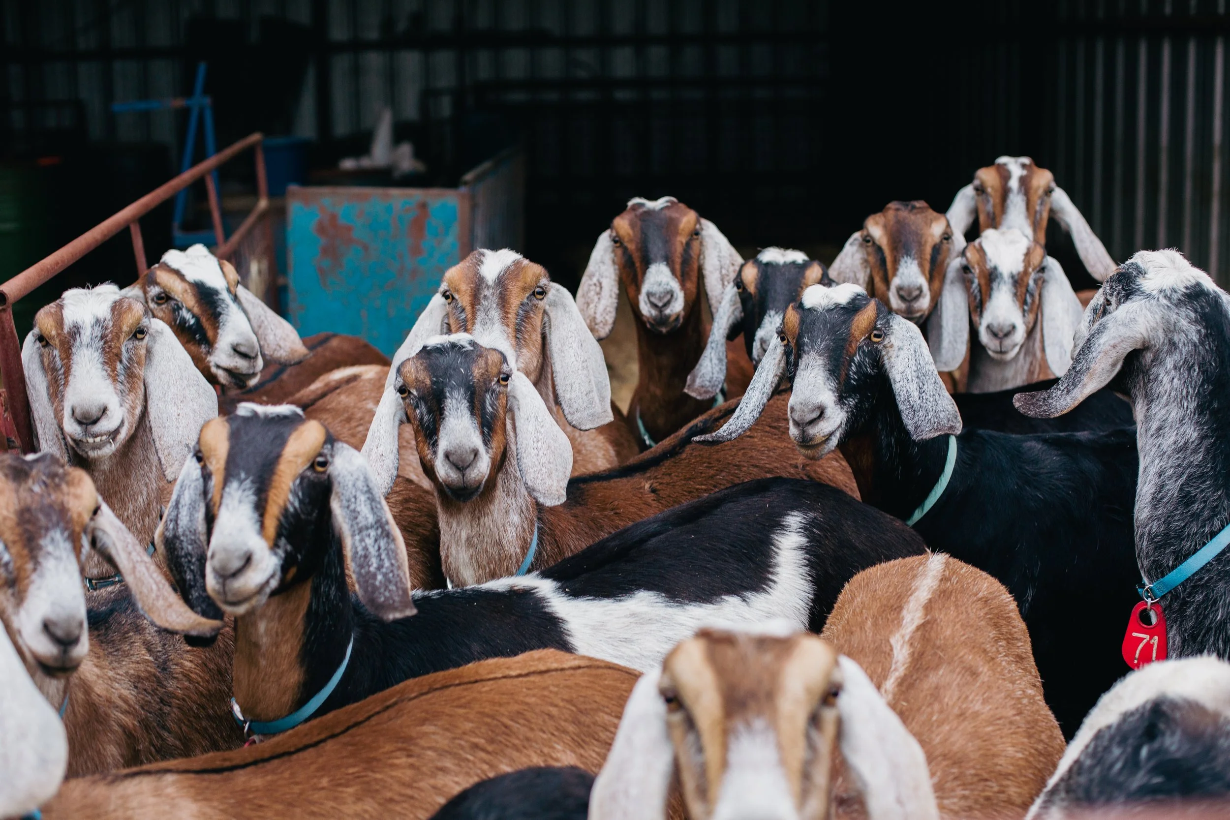 Rusty Star Ranch Rusty Star Ranch | Goat Milk & Cheese | Grass-Fed Beef | Pasture-Raised ...