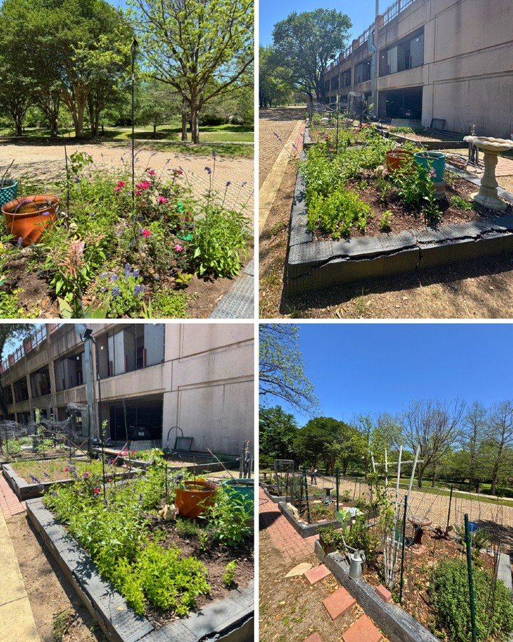 The Towers is home to many gardeners and we love to see the resident garden spring to life! 🌱