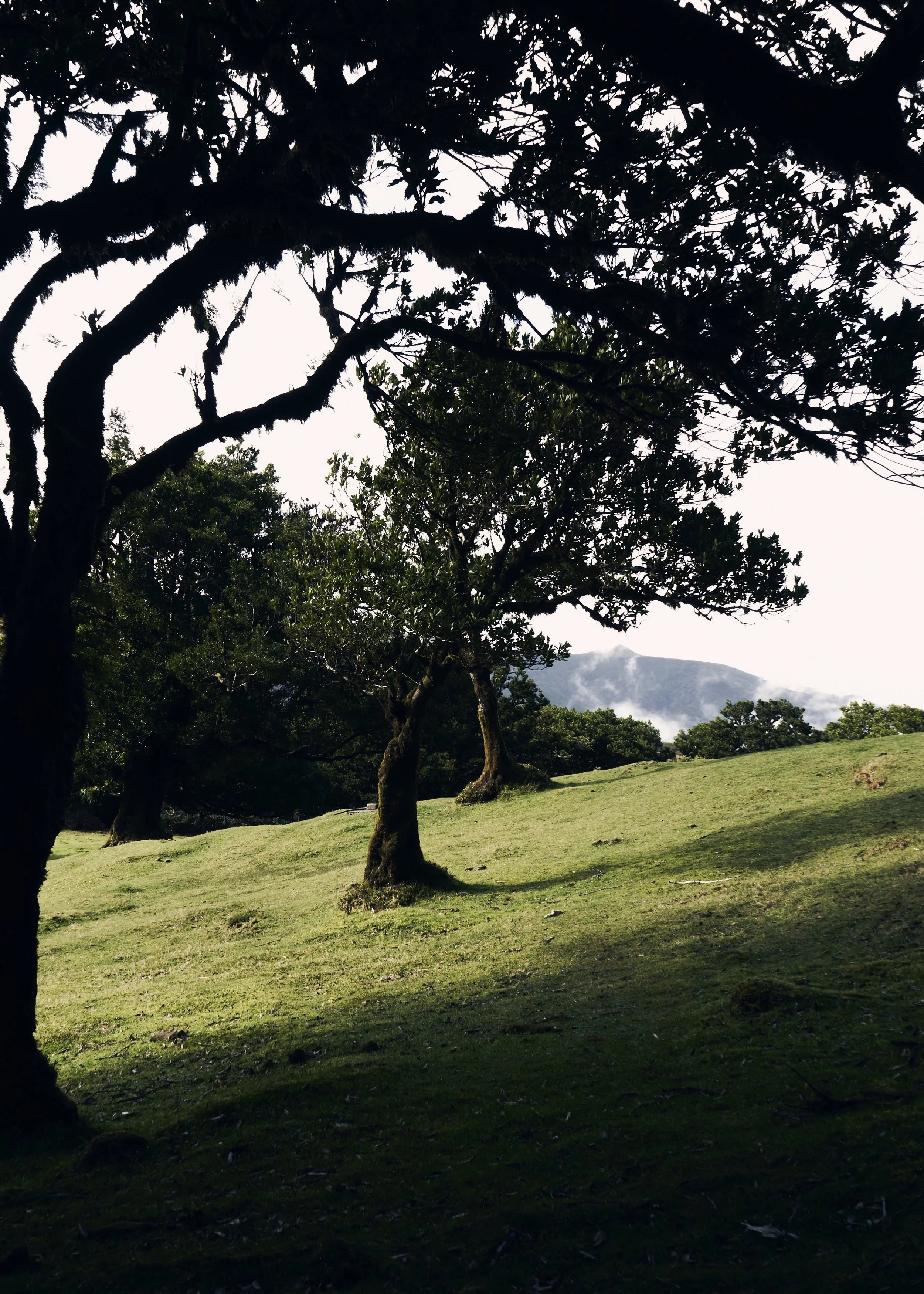 madeiratree2.jpg