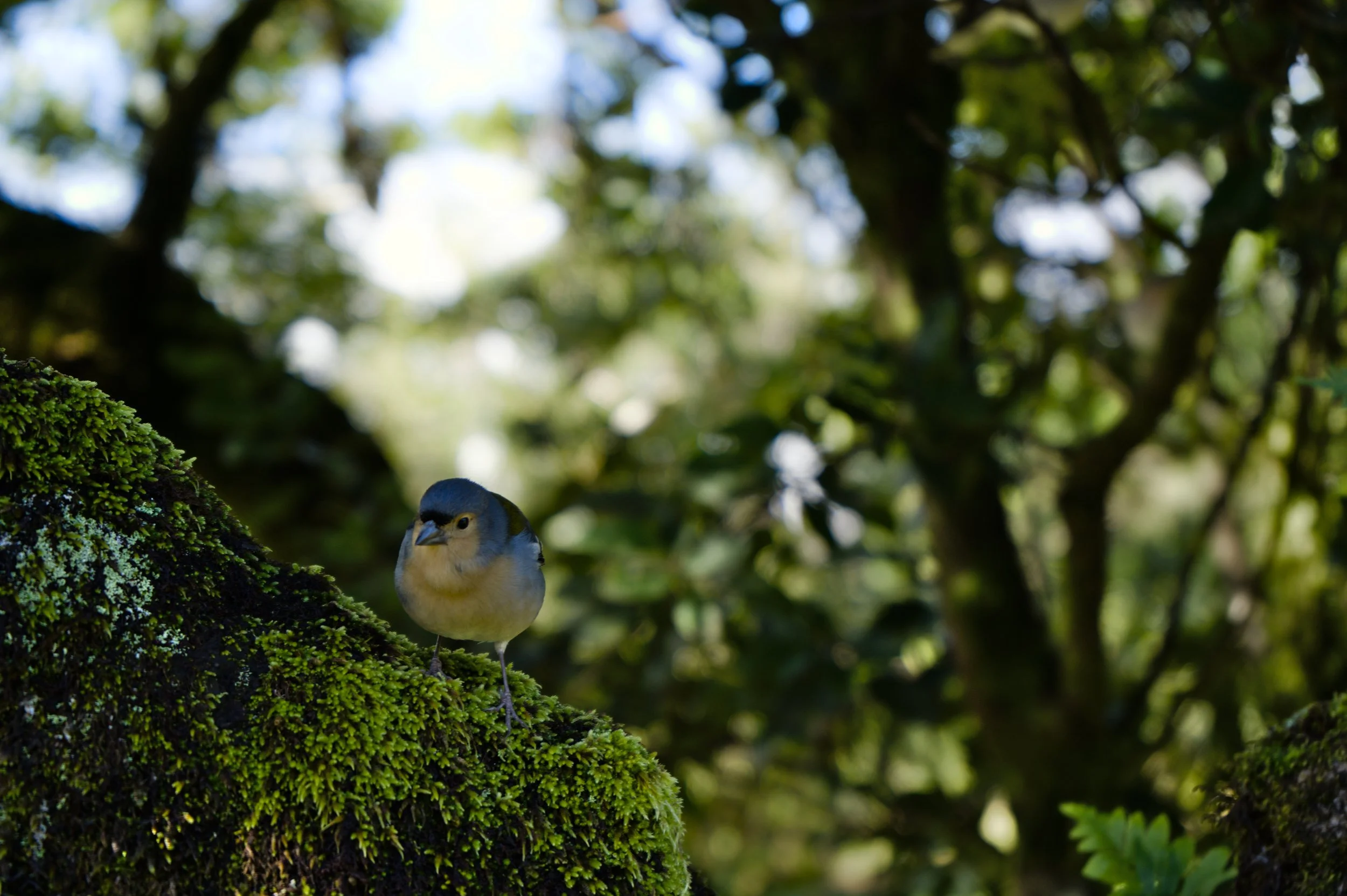 bird3_madeira.jpg