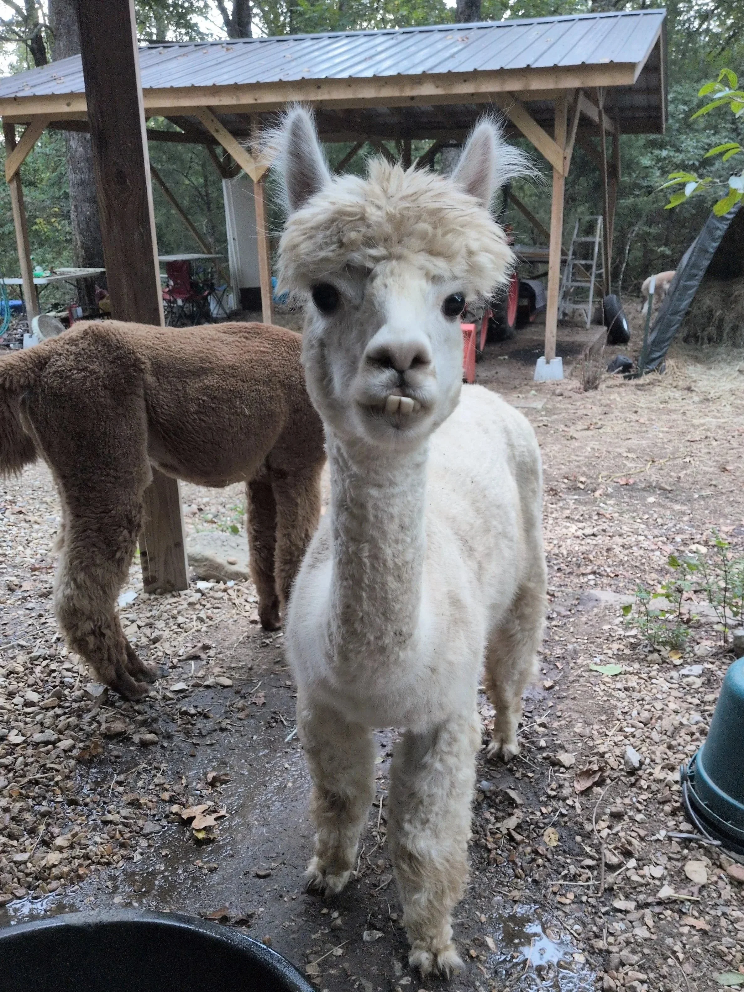 House sit shenanigans. How did I end up here??? AK 2025