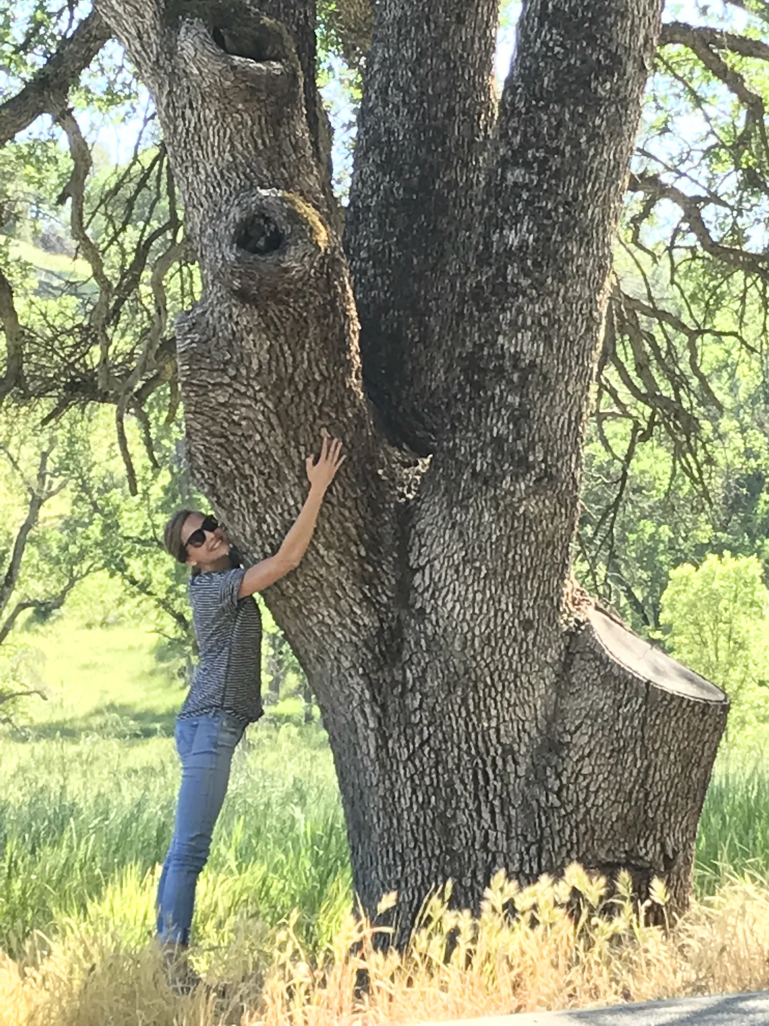 The Tree was coming for me CA 2016